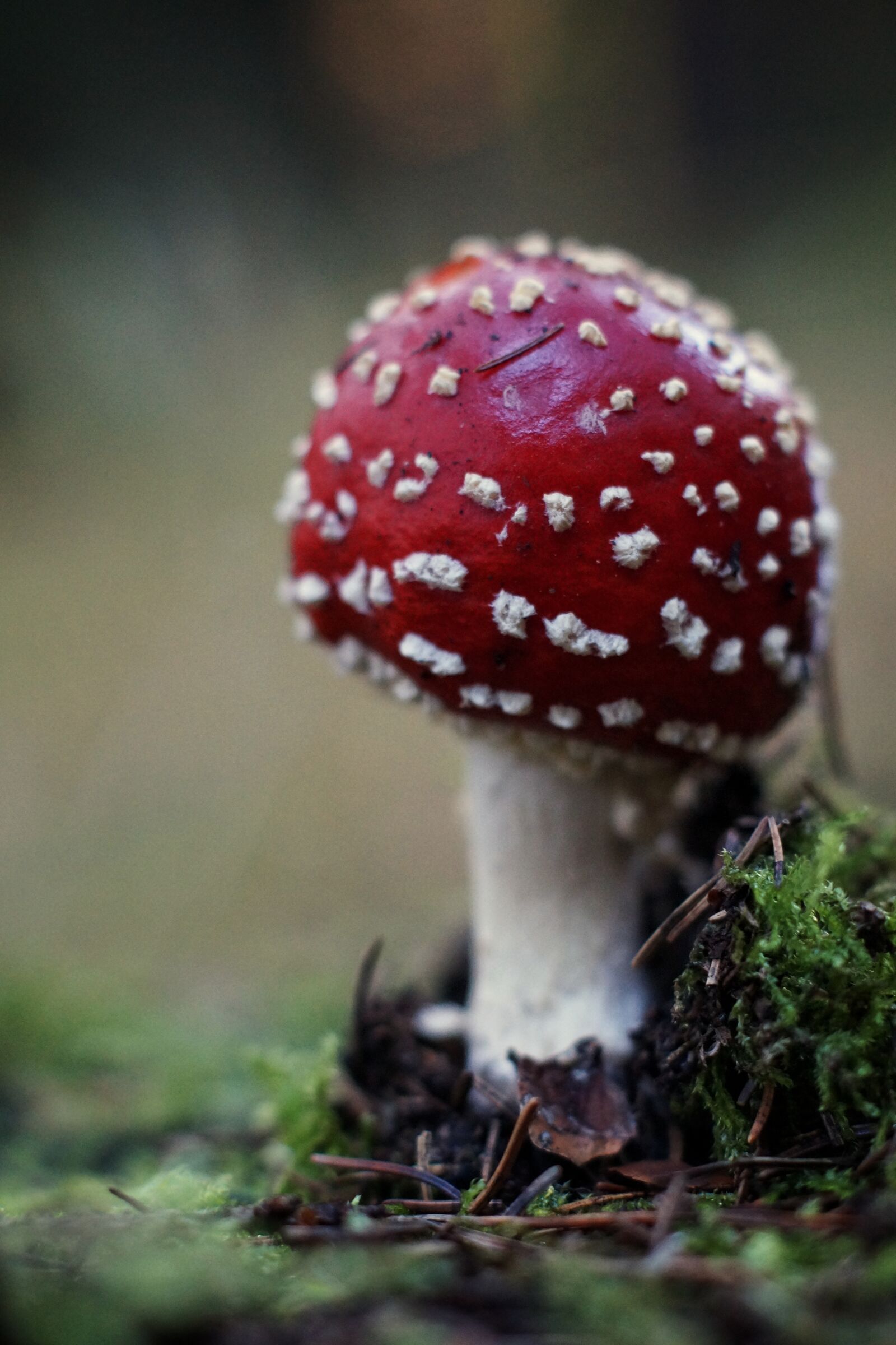 Sony SLT-A58 + Sony DT 50mm F1.8 SAM sample photo. Forest, autumn, mushroom photography