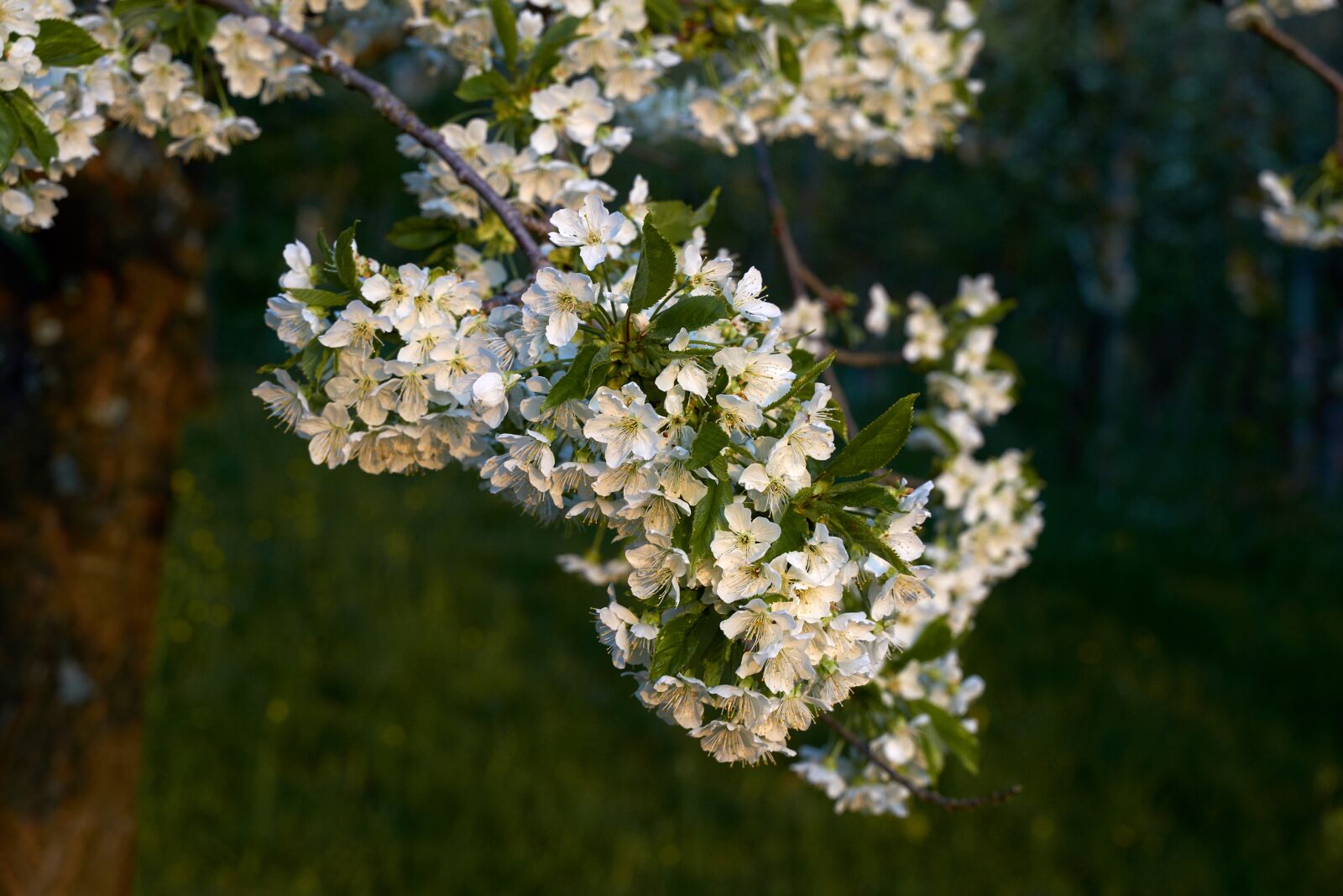 Tamron 28-75mm F2.8 Di III RXD sample photo. Blossom, bloom, spring photography