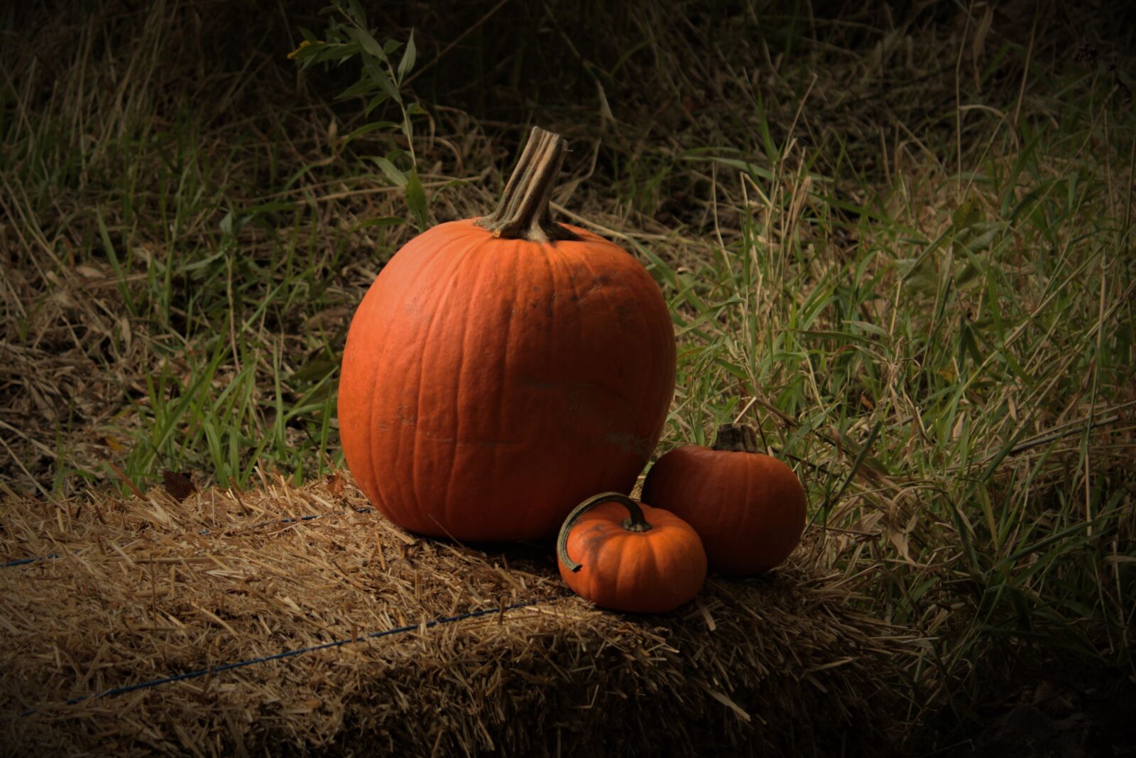 Canon EOS 1300D (EOS Rebel T6 / EOS Kiss X80) sample photo. Pumpkins, fall, autumn photography