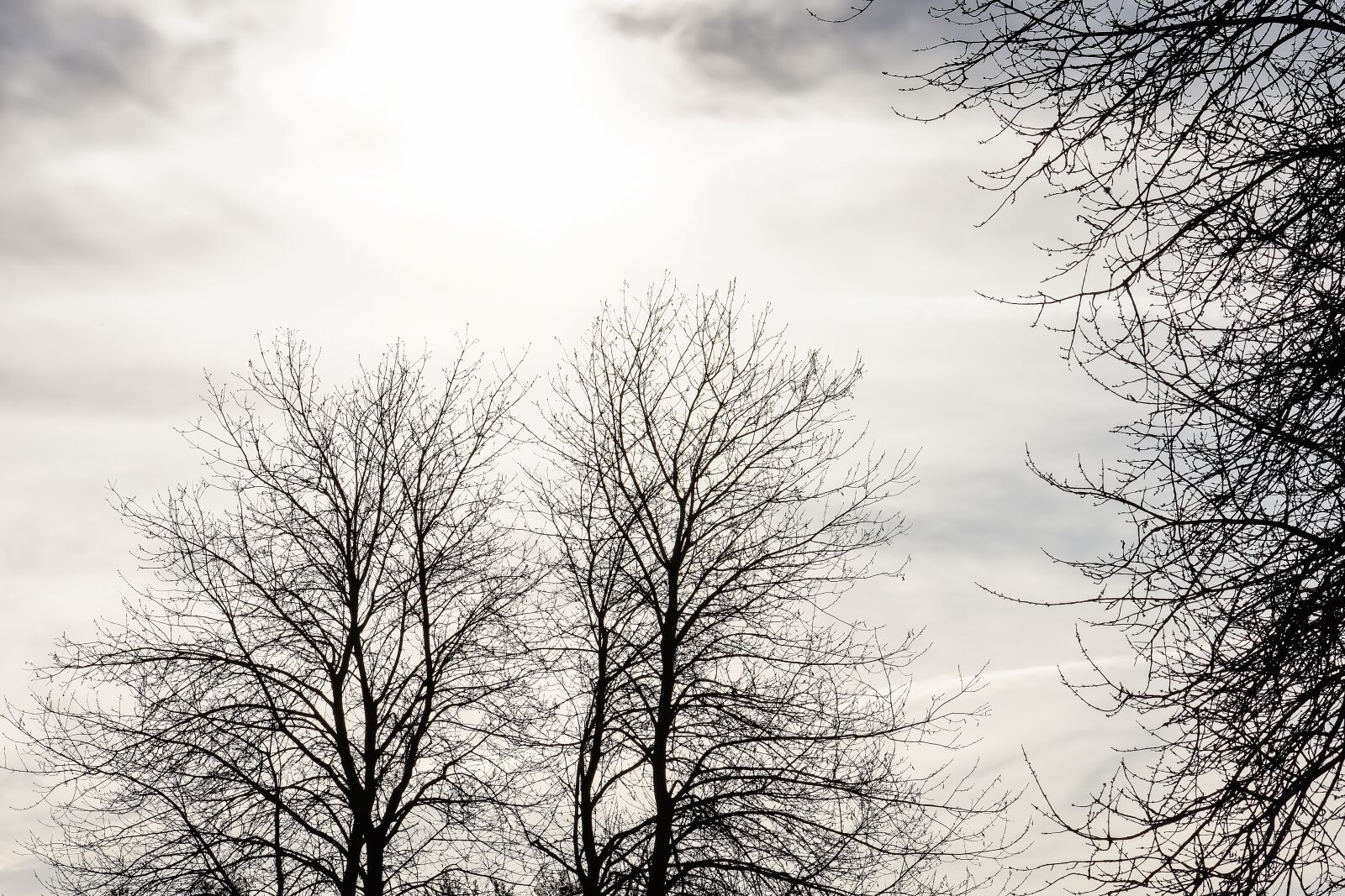 Nikon D7200 sample photo. Tree, silhouette, landscape photography