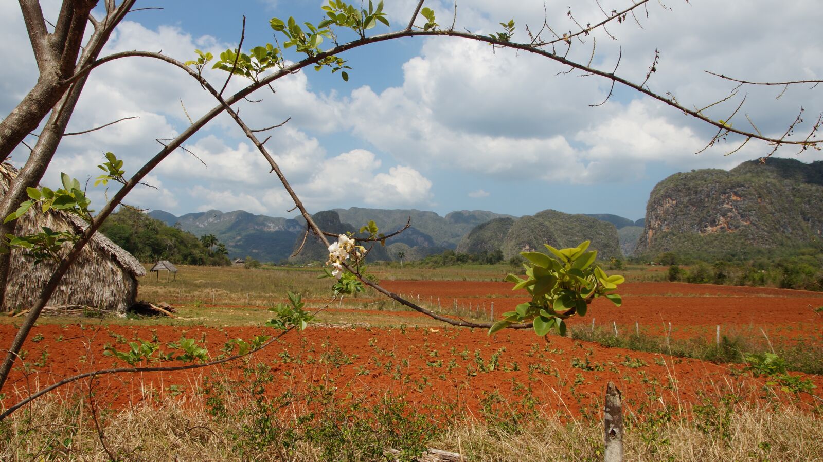 Sony SLT-A57 sample photo. Blossom, bloom, landscape photography