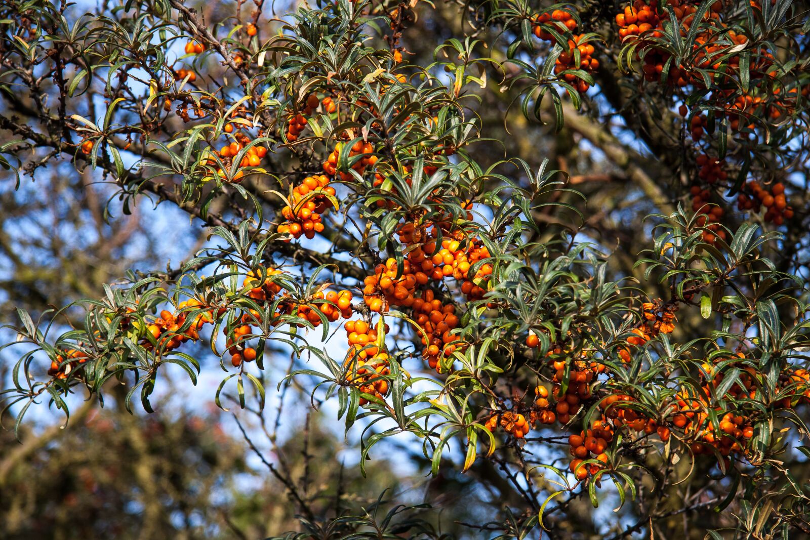 Canon EF-S 17-85mm F4-5.6 IS USM sample photo. Sea buckthorn, plant, orange photography