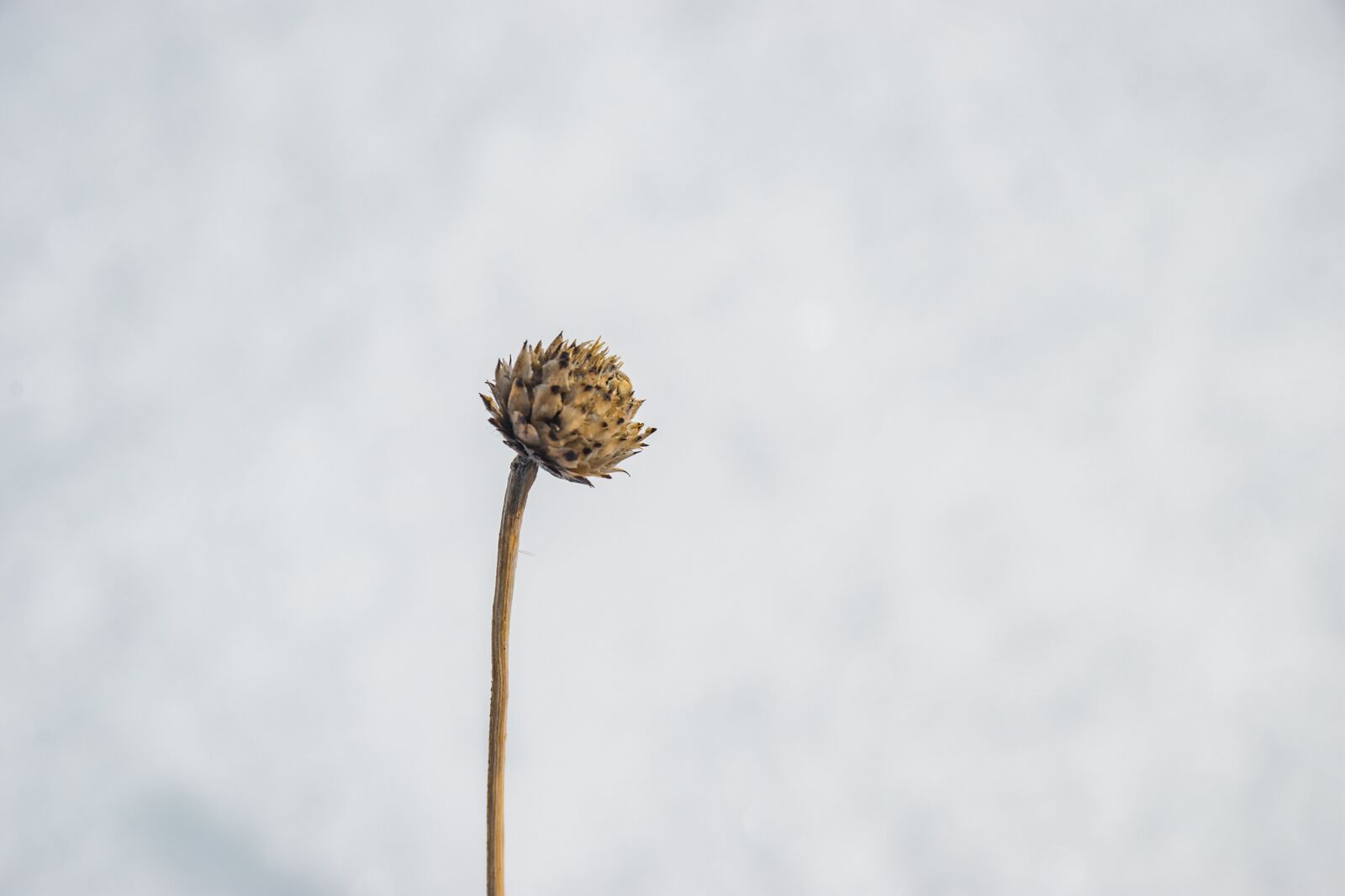 Nikon D5300 sample photo. Dry, plant, desert photography