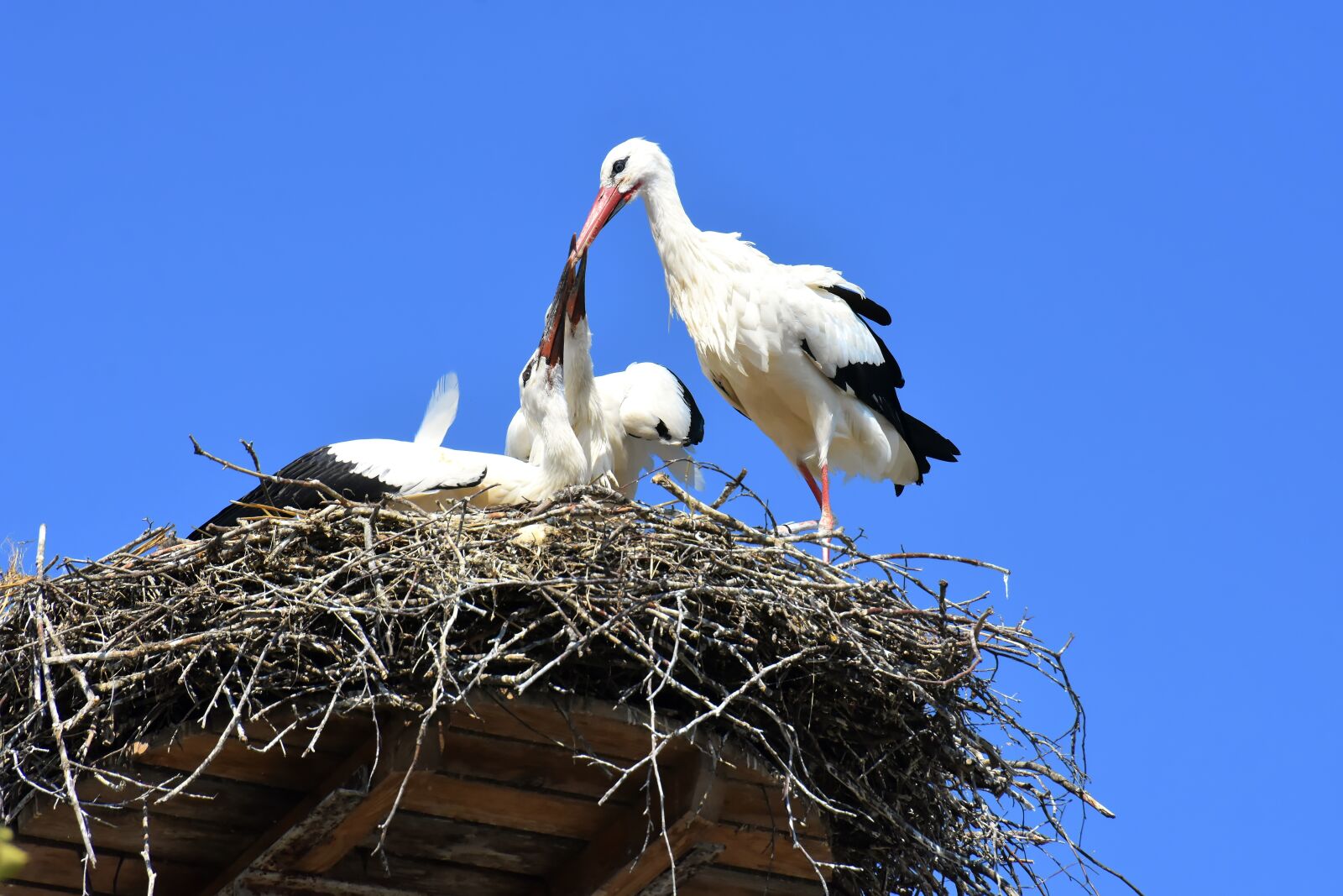 Nikon D7200 sample photo. Stork, feed, young animals photography