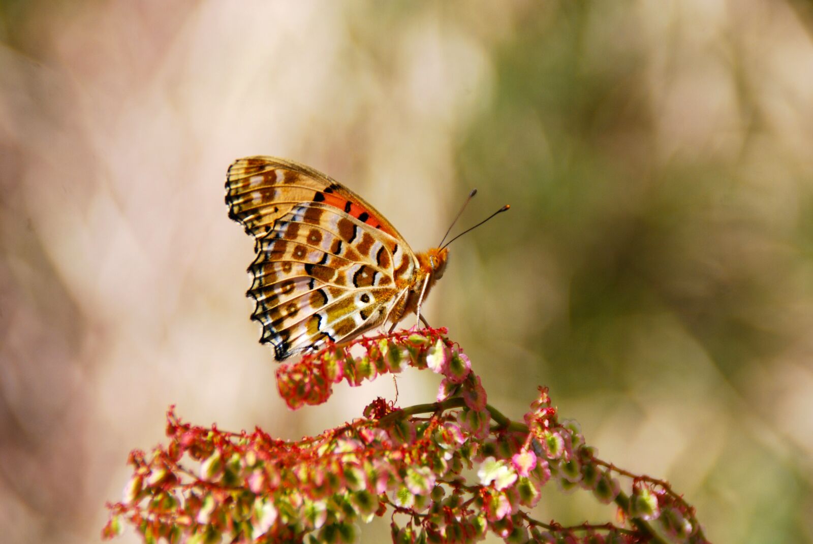 Nikon D40X sample photo. Butterfly, insect, nature photography