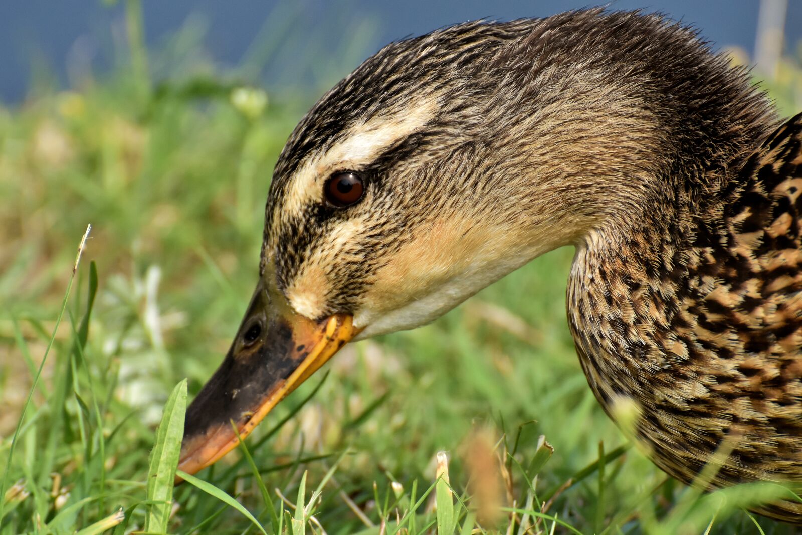 Nikon D7200 sample photo. Mallard, close up, duck photography