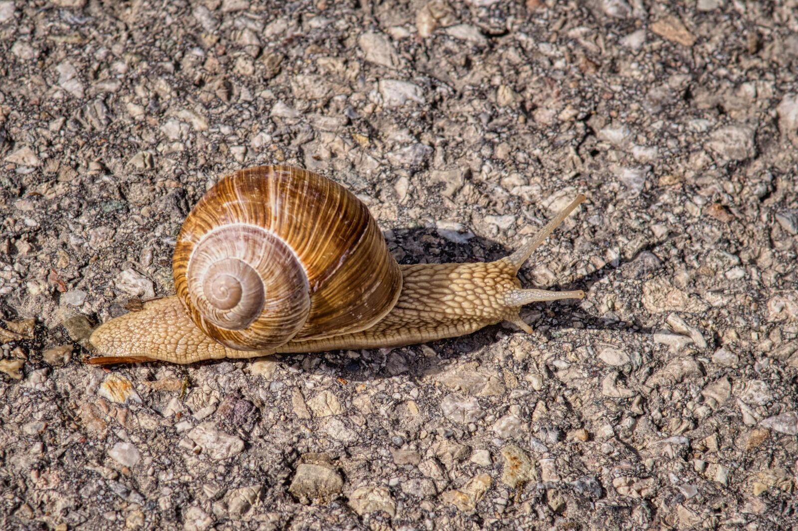 Nikon D7500 sample photo. Snail, helix pomatia, shell photography