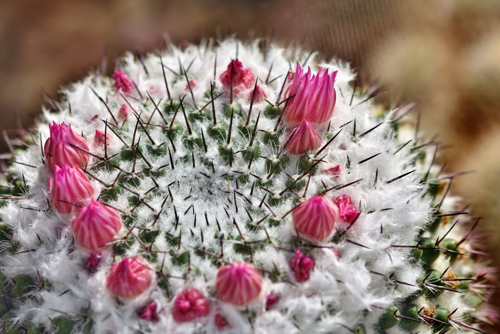 Nikon D7200 sample photo. Cactus, cactus blossom, blossom photography