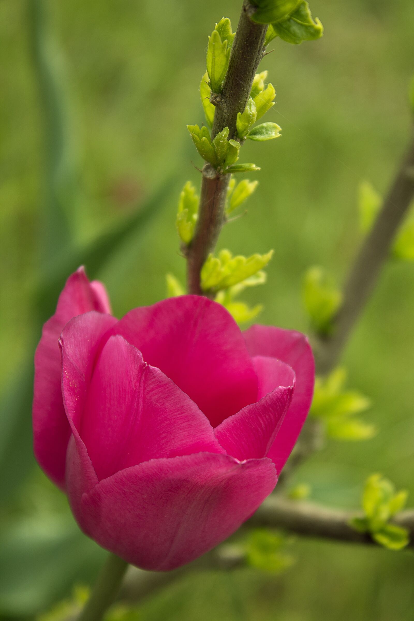 Canon EOS 1100D (EOS Rebel T3 / EOS Kiss X50) sample photo. Tulip, flower, blossom photography