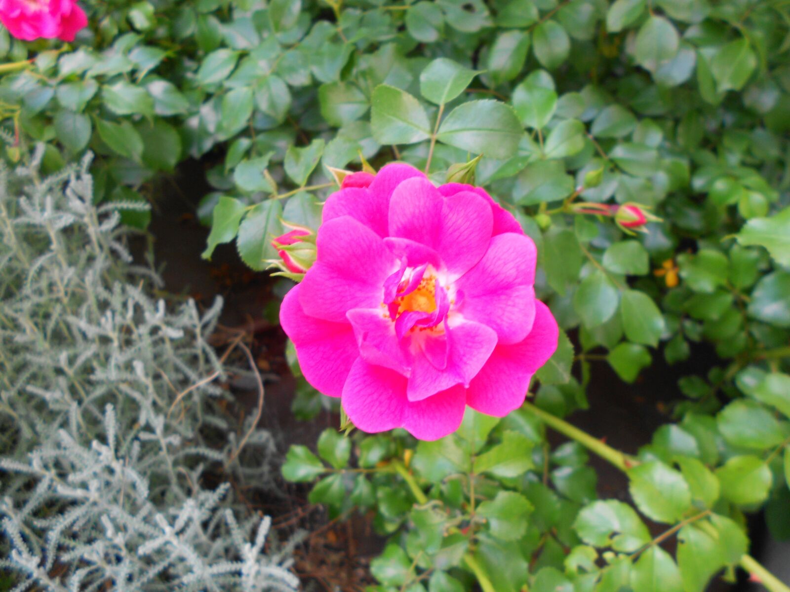 Nikon Coolpix S3100 sample photo. Rose, dog rose, pink photography