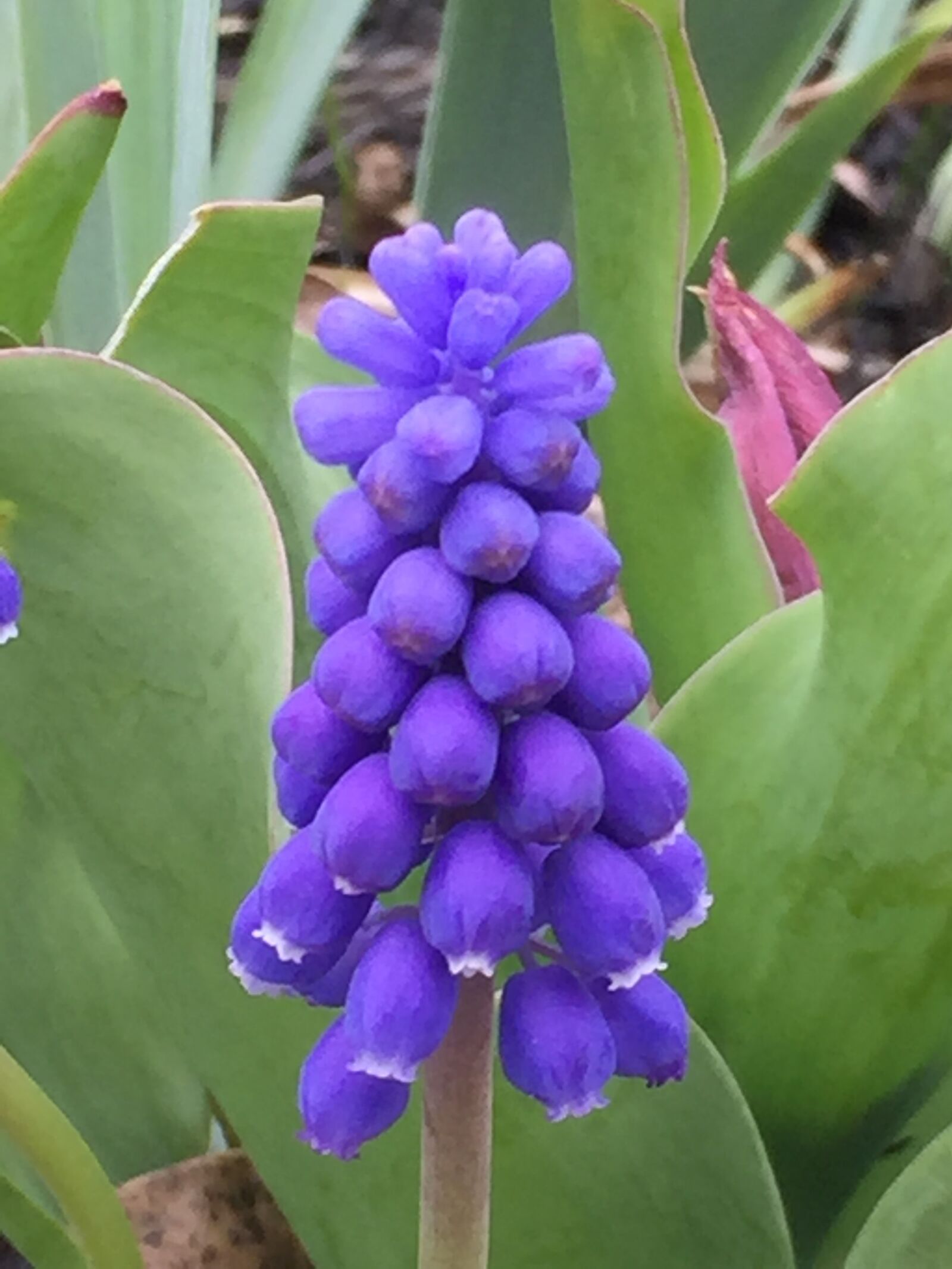 Apple iPhone 6 sample photo. Flower, purple, spring photography