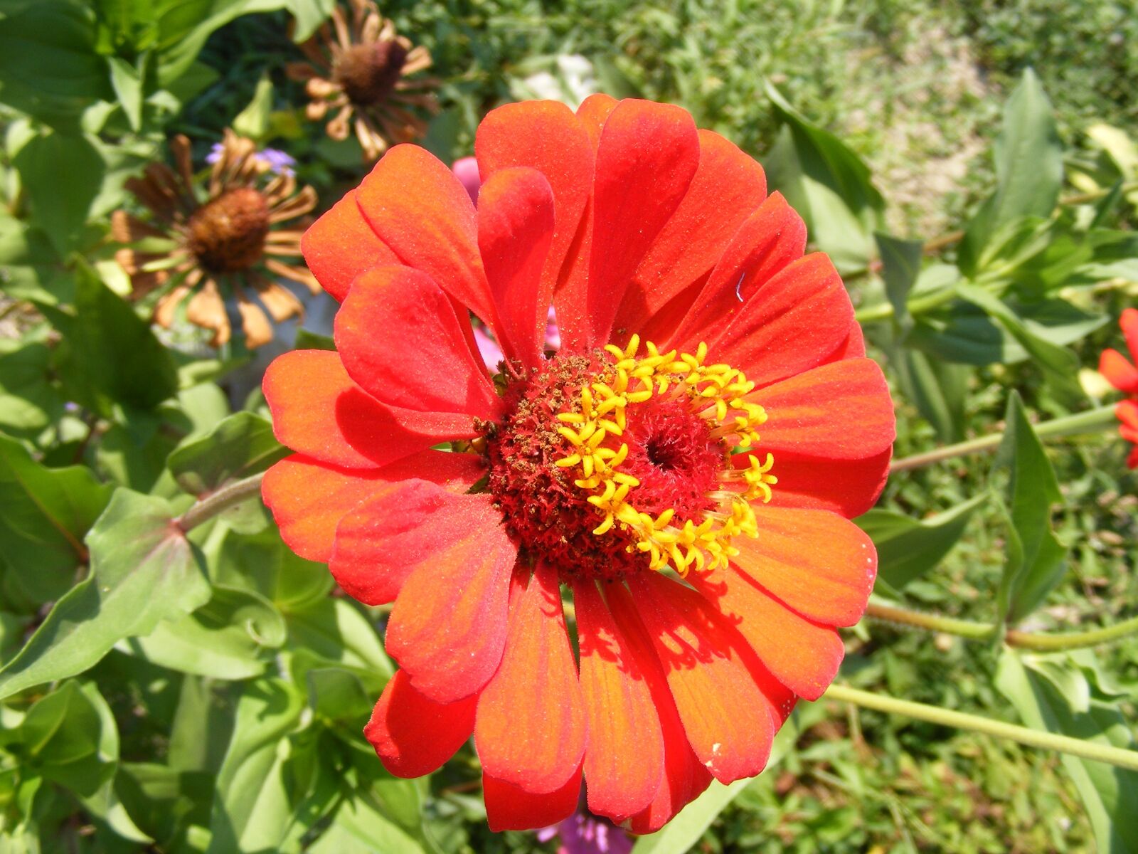 Fujifilm FinePix S5700 S700 sample photo. Flowers, fucsia, garden photography