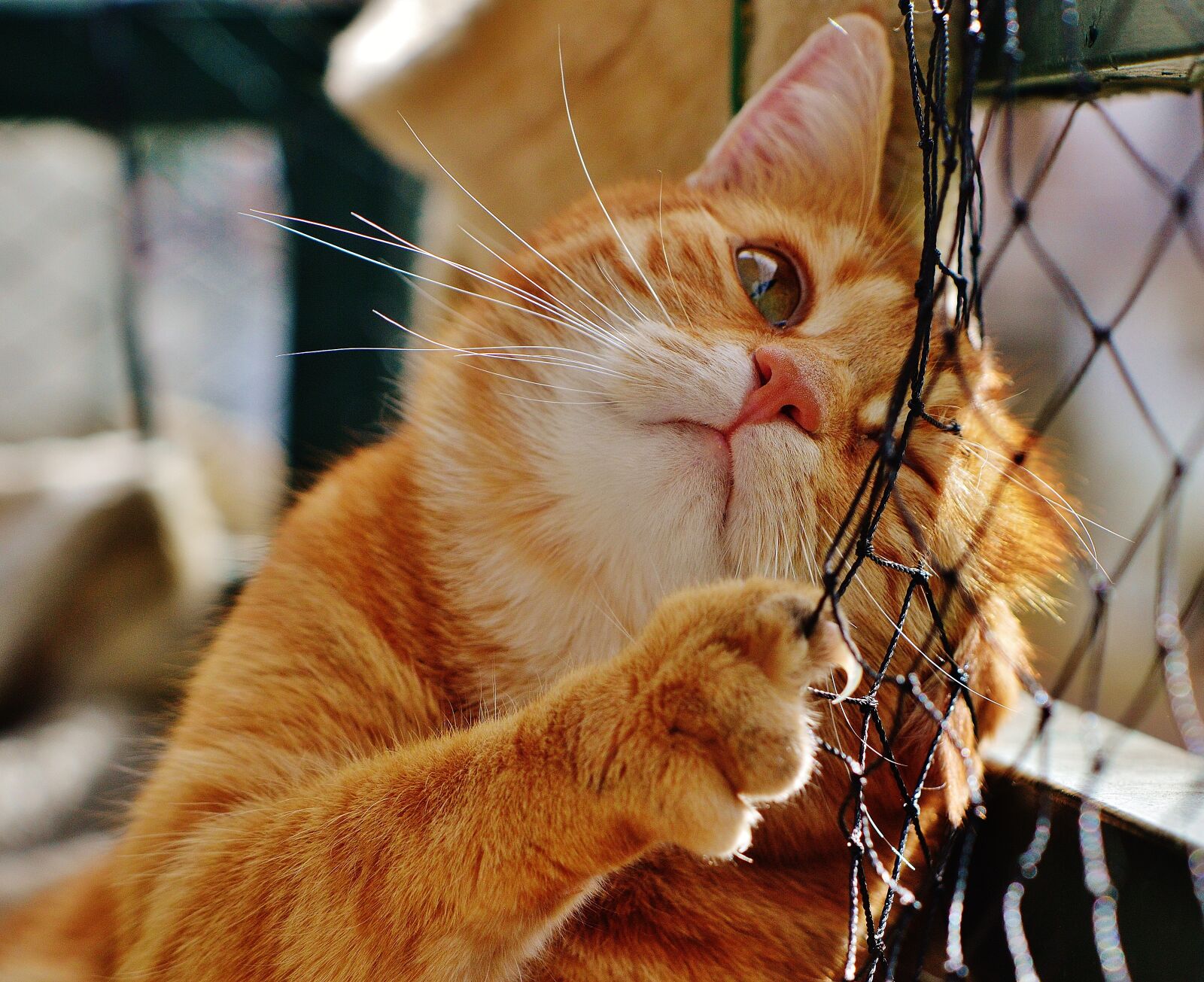 Nikon D3200 sample photo. Cat, red, cute photography