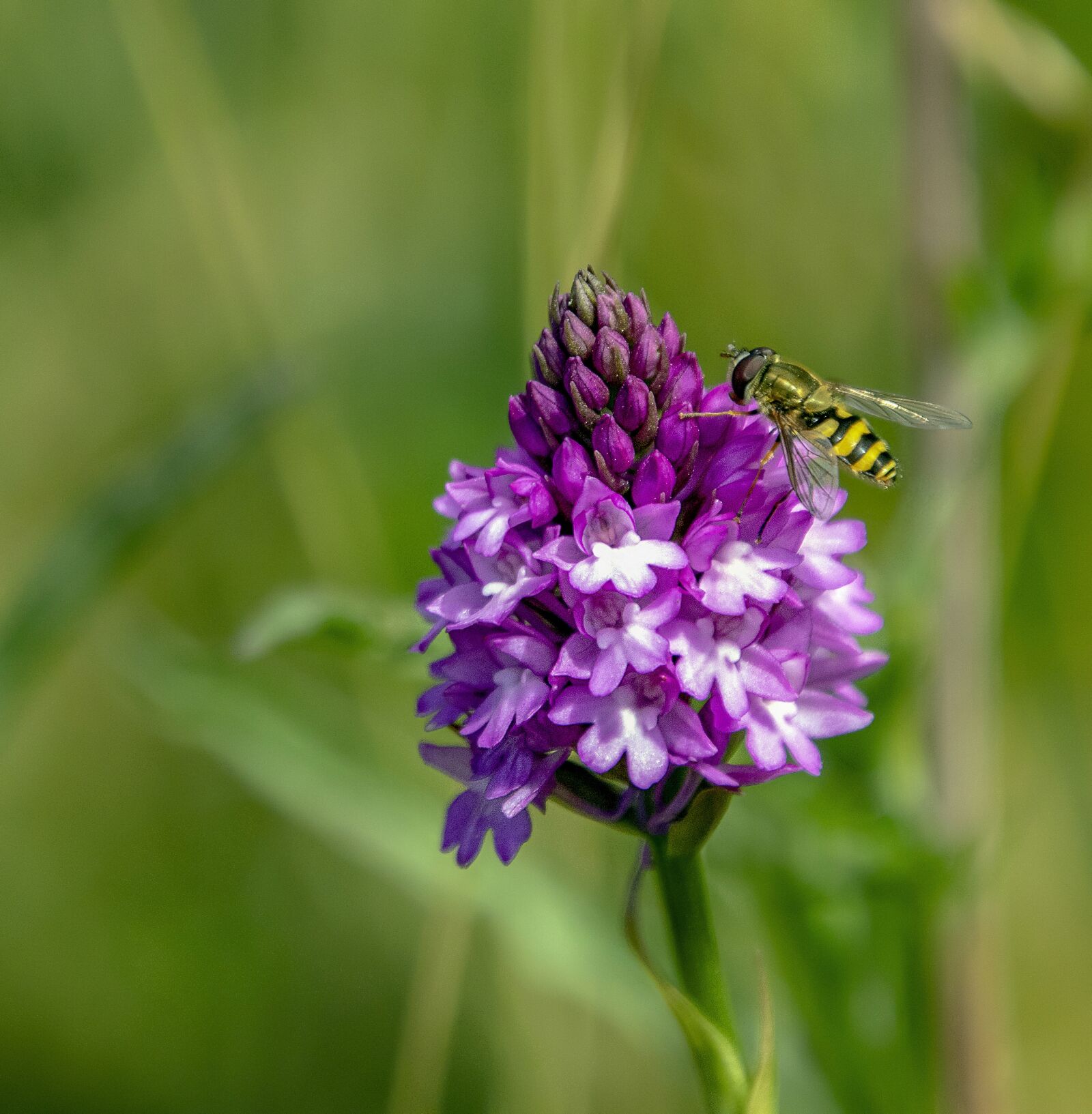 Sigma 100-400mm F5-6.3 DG OS HSM sample photo. Orchid, pyramidal, flower photography
