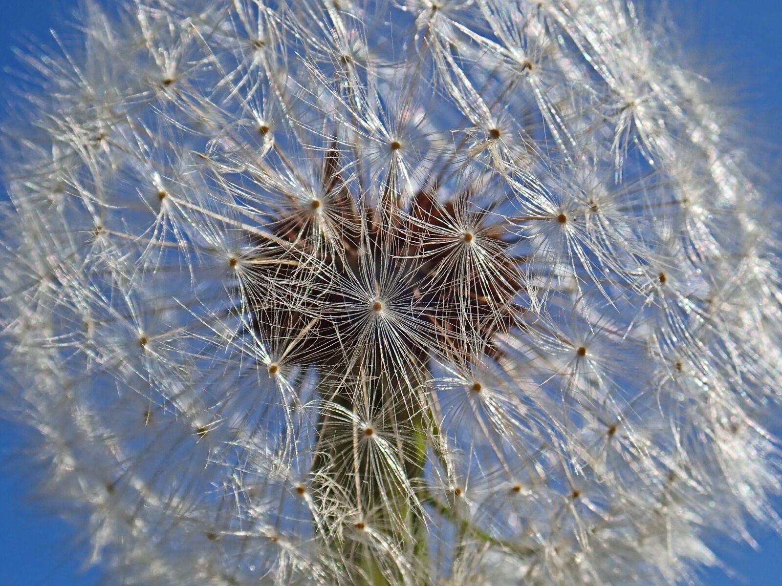 Olympus TG-5 sample photo. Dandelion, flower, seed photography