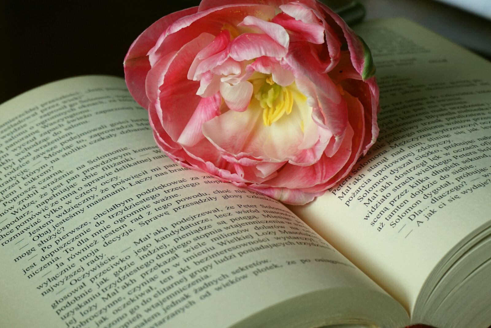 Sony a6000 sample photo. Tulip, book, open book photography