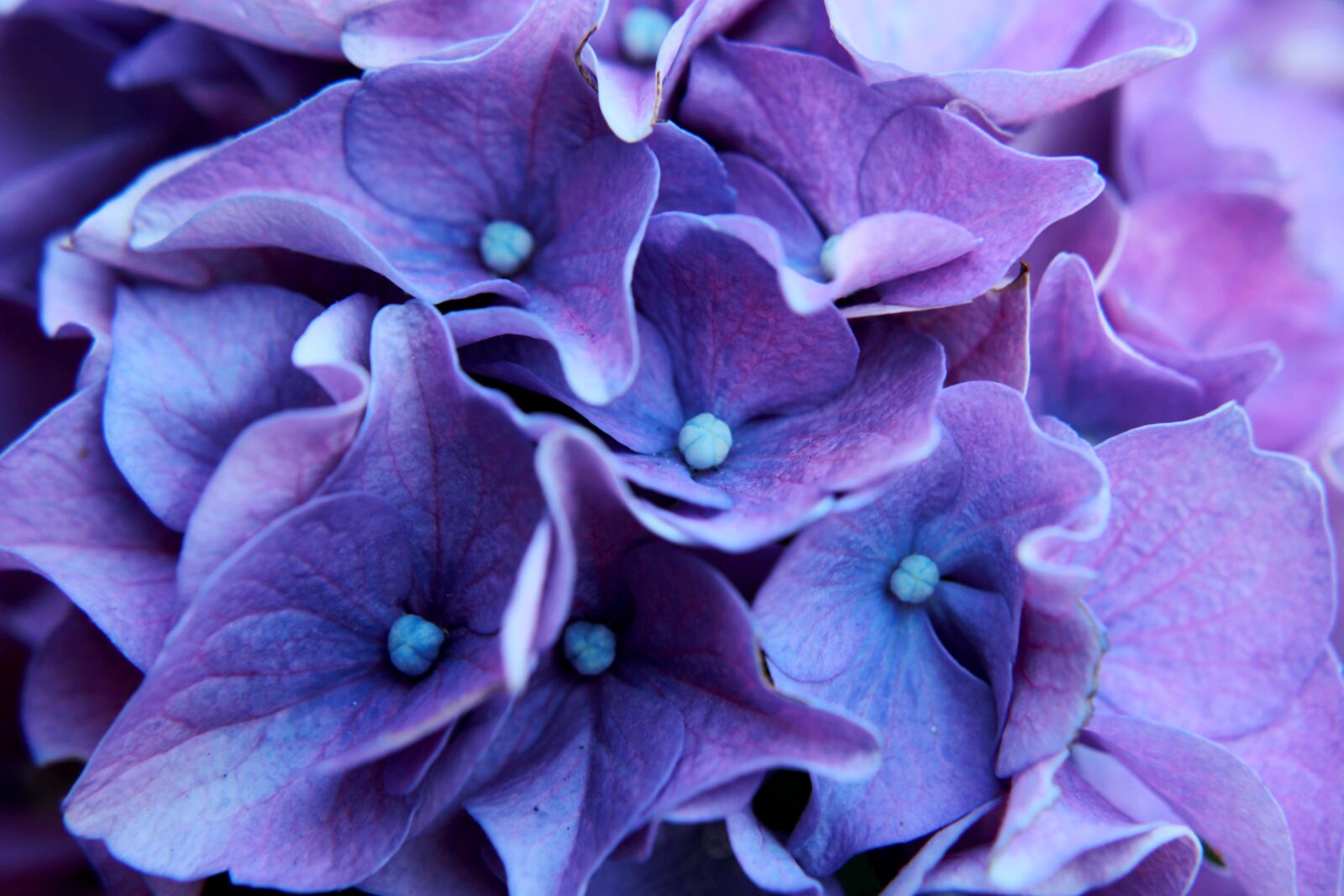 Canon EOS 2000D (EOS Rebel T7 / EOS Kiss X90 / EOS 1500D) sample photo. Hydrangea, hydrangea flowers, blossom photography