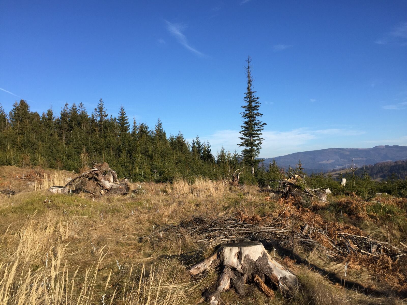 Apple iPhone 6 sample photo. Mountains, wisla, forest photography