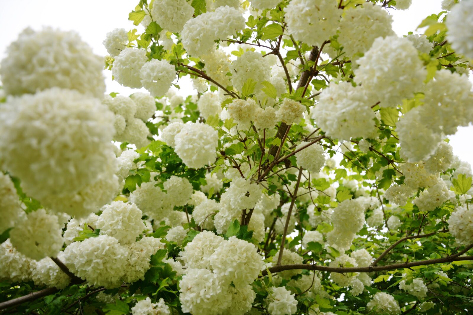 Nikon D7100 sample photo. Flower, white, nature photography