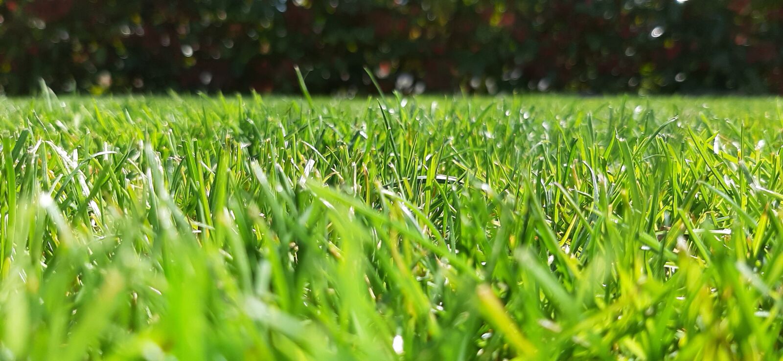 Samsung Galaxy A50 sample photo. Green, grass, nature photography