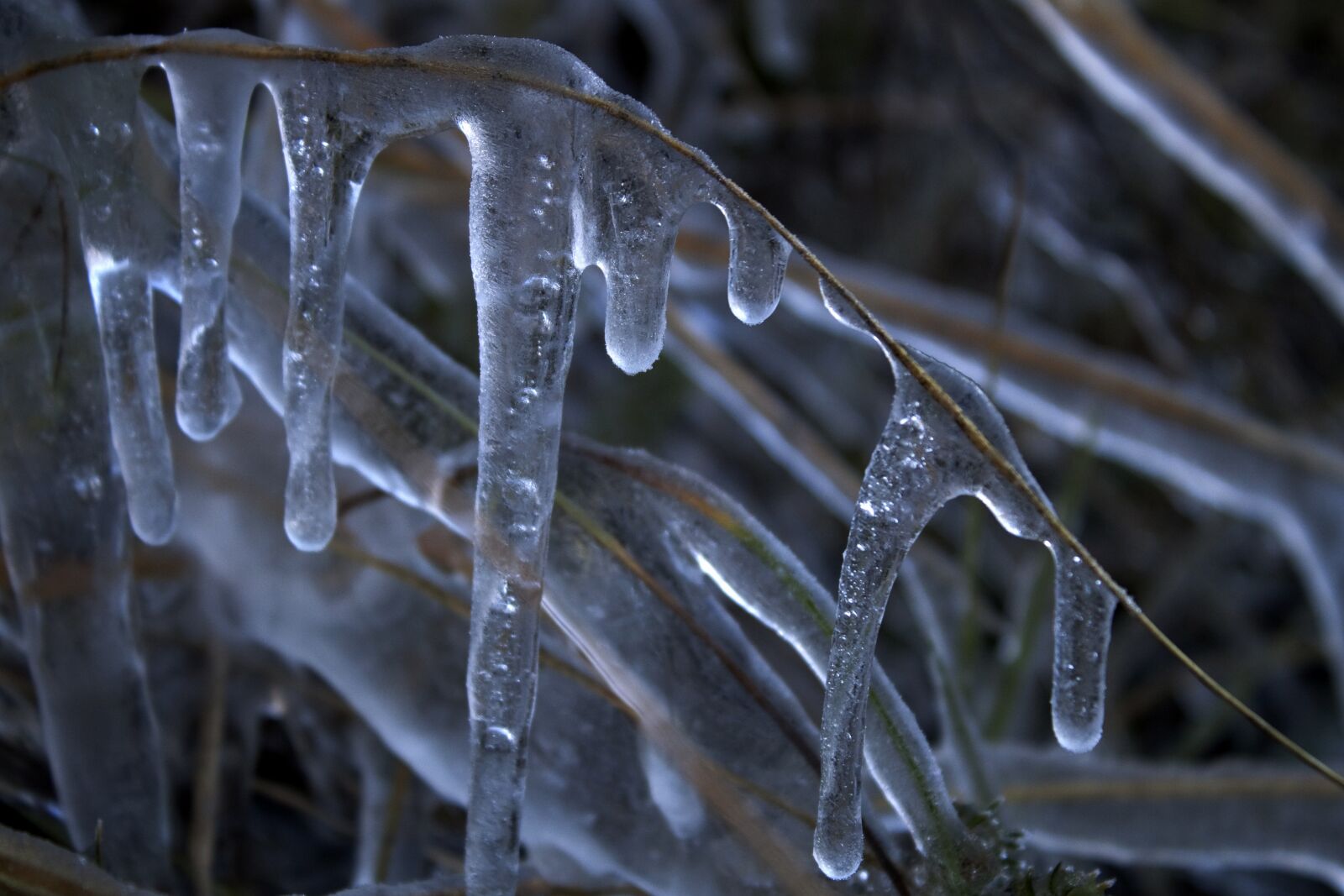 Canon EOS 500D (EOS Rebel T1i / EOS Kiss X3) sample photo. Ice, nature, cold photography