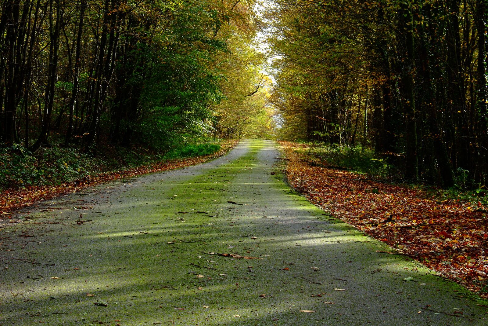 Canon EOS 100D (EOS Rebel SL1 / EOS Kiss X7) sample photo. Road, fall, landscape photography