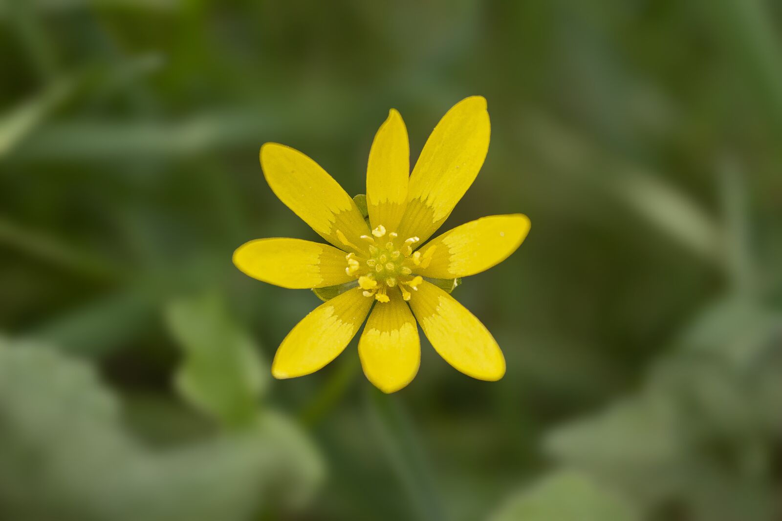 Canon EOS 70D + Canon EF-S 18-55mm F3.5-5.6 IS STM sample photo. Flower, buttercup, yellow photography