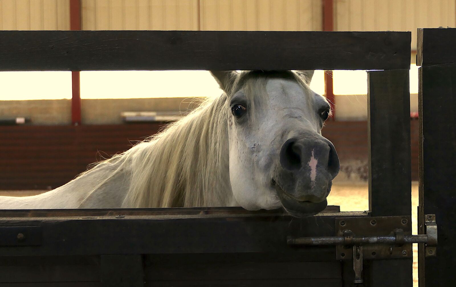 Panasonic Lumix DMC-FZ2500 (Lumix DMC-FZ2000) sample photo. Horse, pure-blood arab, curious photography