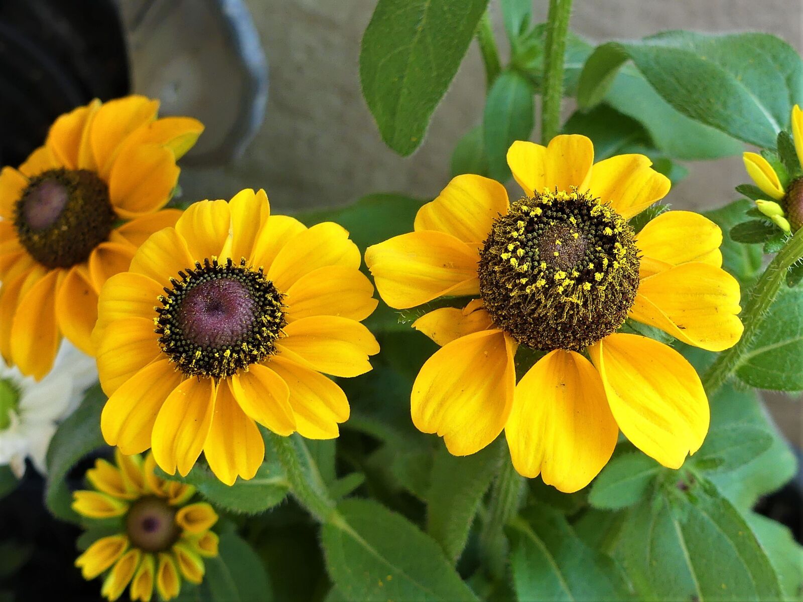 Panasonic Lumix DMC-FZ300 sample photo. Yellow, echinacea herb flower photography