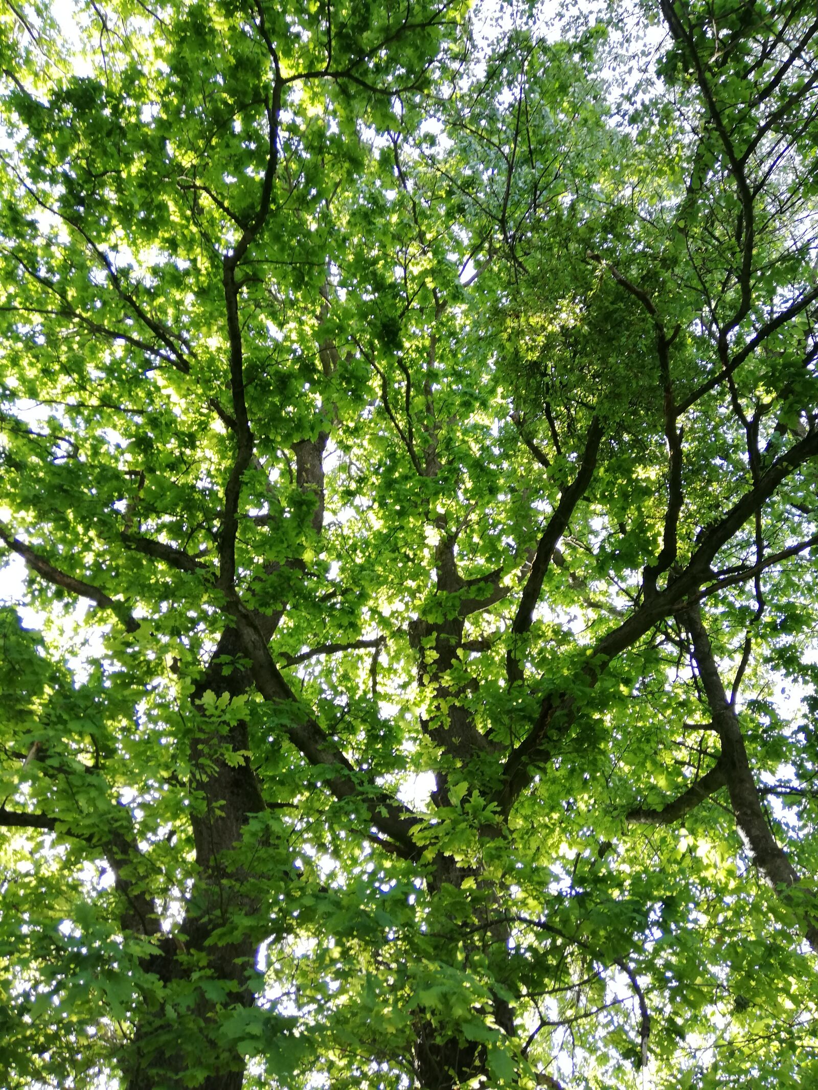 HUAWEI P20 lite sample photo. Tree, oak, branch photography
