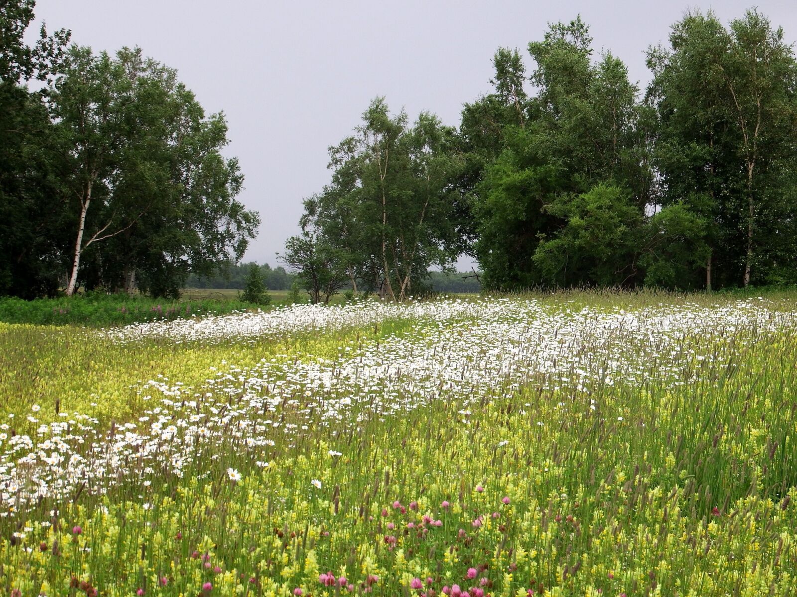 Fujifilm FinePix S1 sample photo. Field, meadow, glade photography