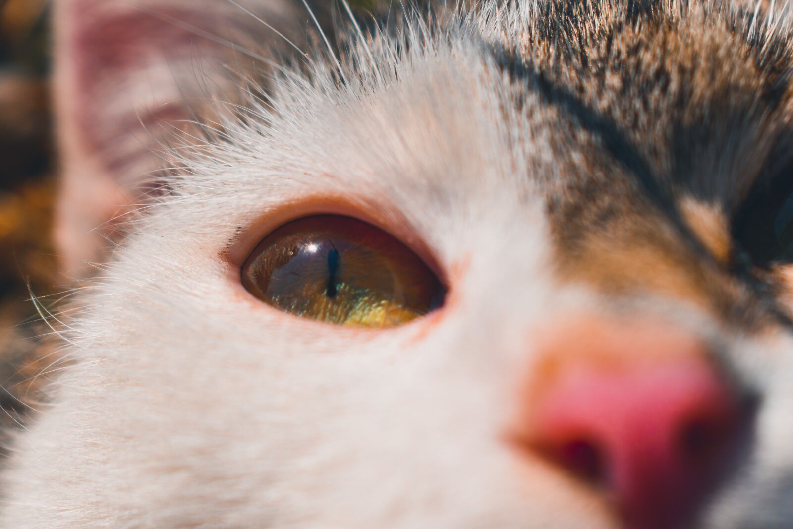 Nikon D3500 sample photo. Eye, cat, animal photography