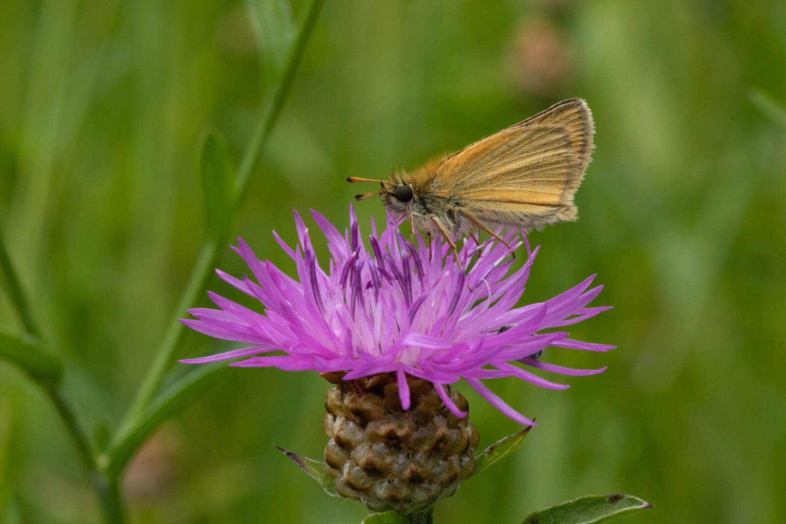 Canon EOS 7D Mark II sample photo. Butterfly, skipper, insect photography