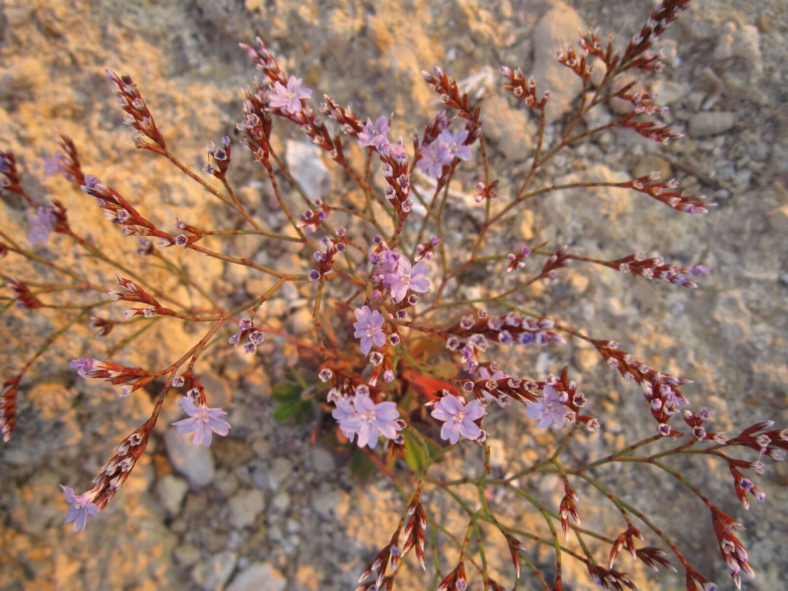 Canon PowerShot A3200 IS sample photo. Nature, wildflower, flora, plant photography