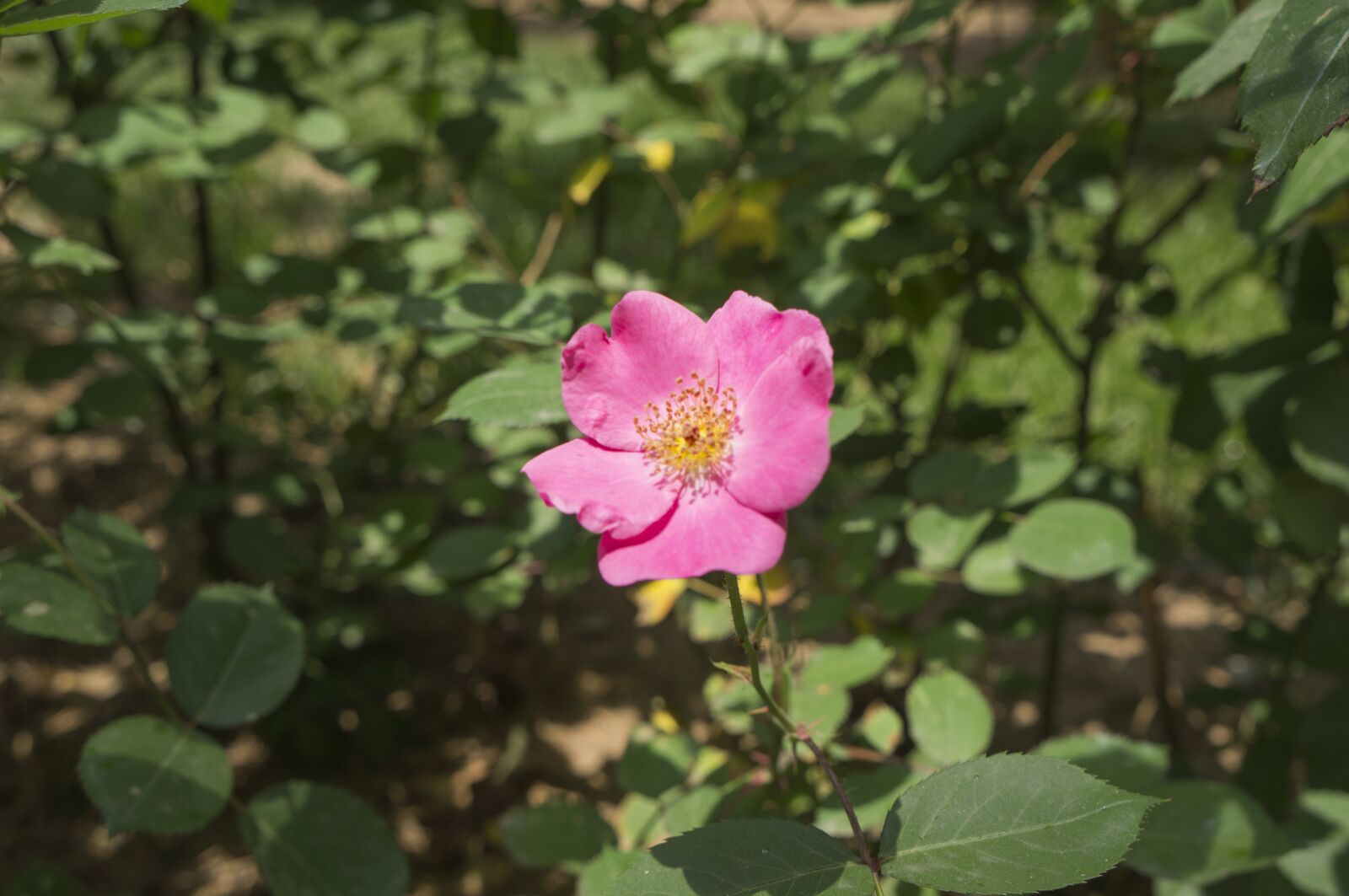 Sony Alpha NEX-5N sample photo. Peach blossom, blue sky photography