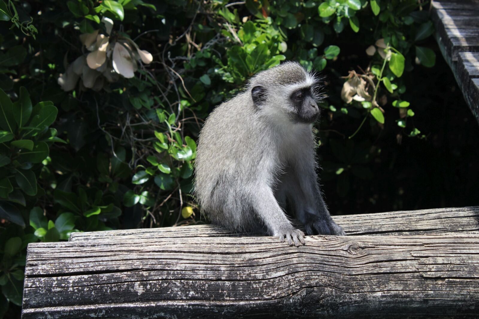 Canon EOS 1200D (EOS Rebel T5 / EOS Kiss X70 / EOS Hi) sample photo. South africa, monkey, addo photography