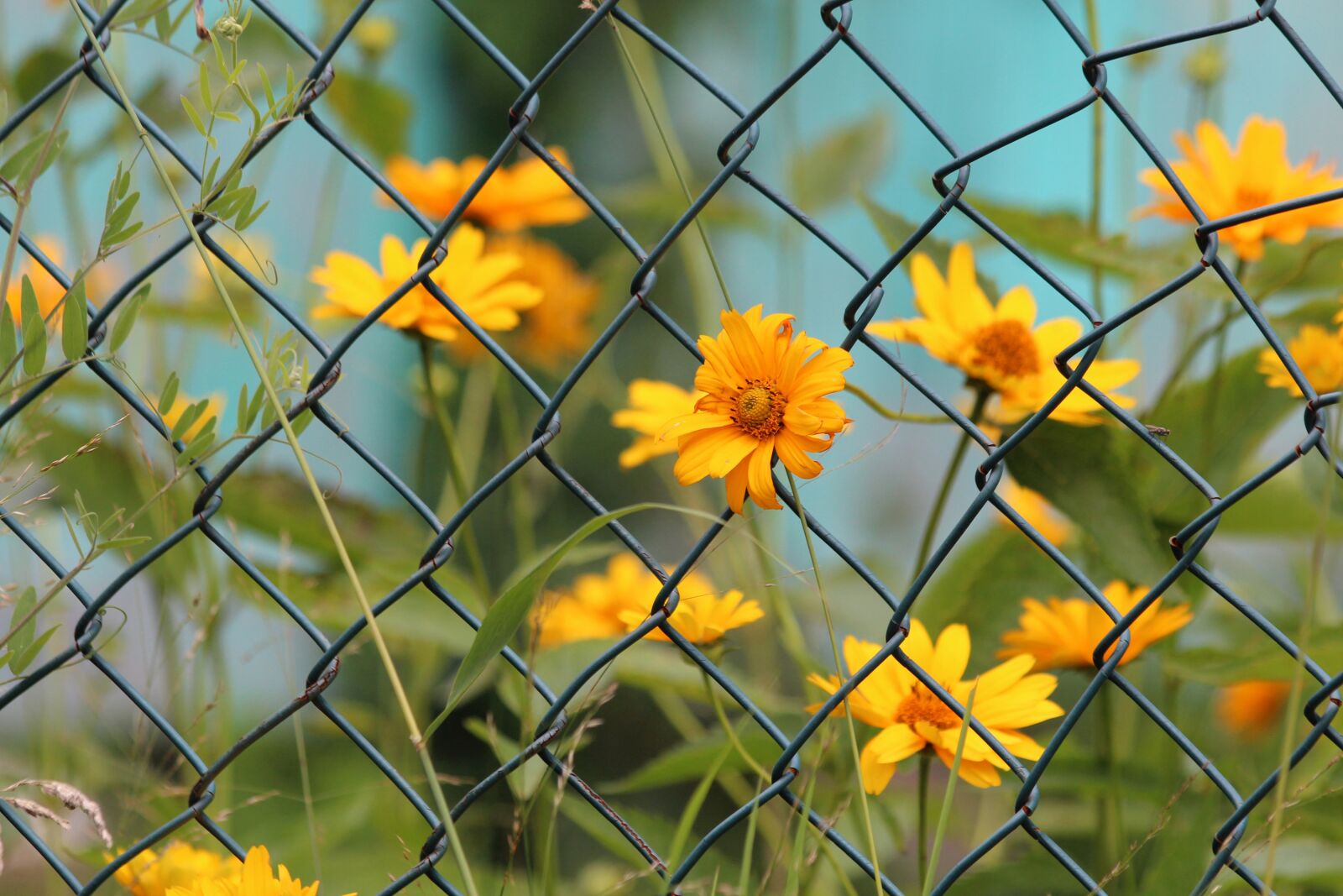 Canon EOS 650D (EOS Rebel T4i / EOS Kiss X6i) sample photo. Yellow flowers, nature, summer photography