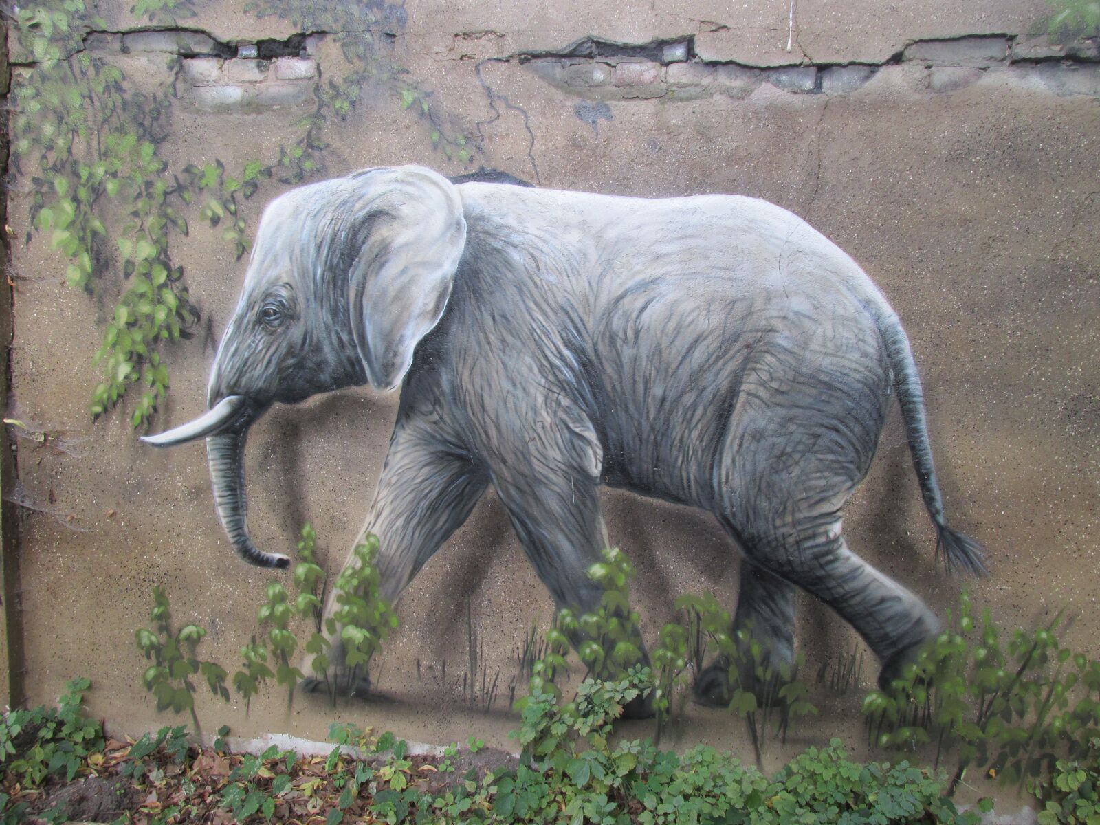 Canon PowerShot SX160 IS sample photo. Elephant, wall art, wall photography