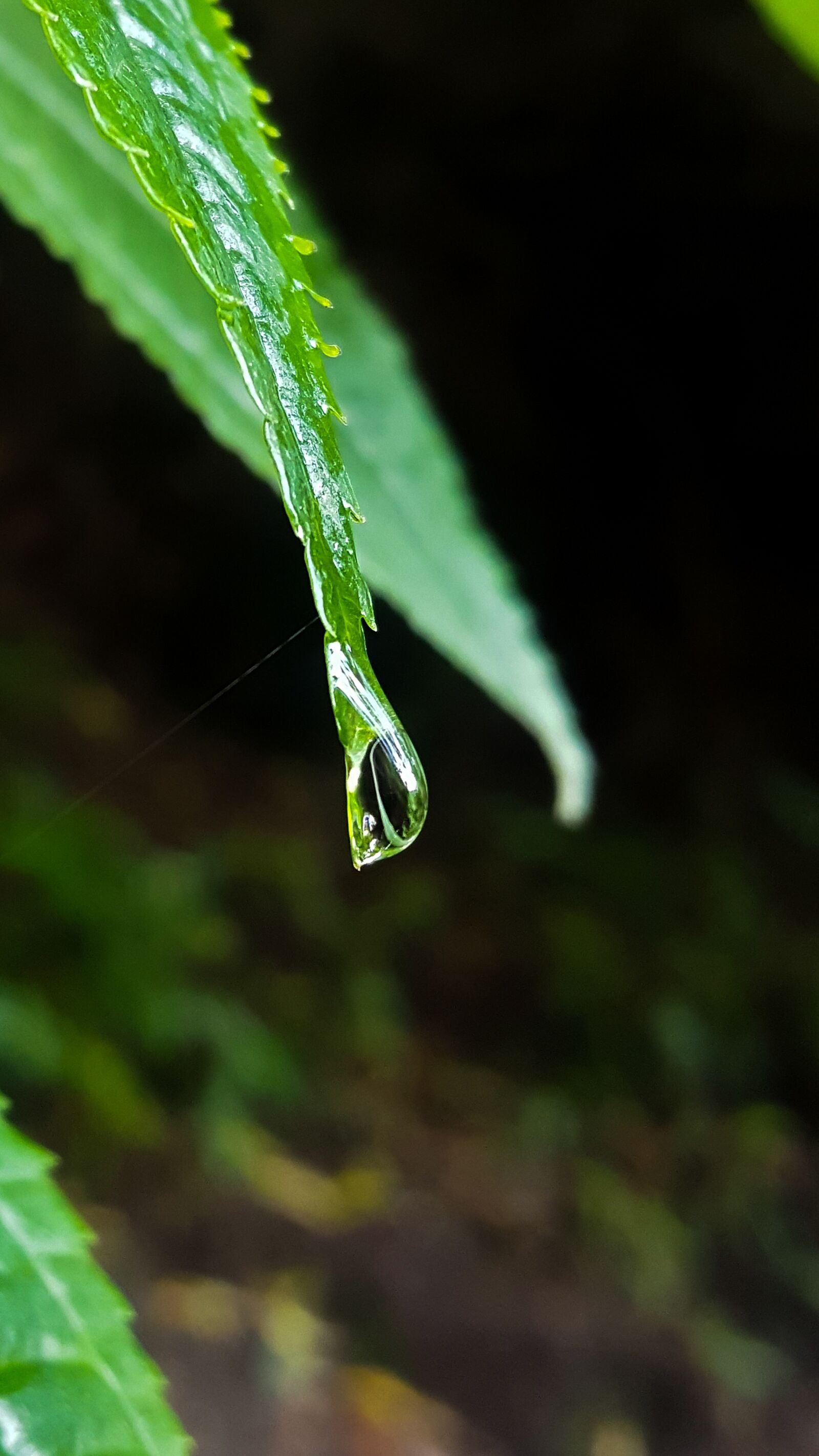 Samsung Galaxy S6 sample photo. Leaf, nature, plant photography