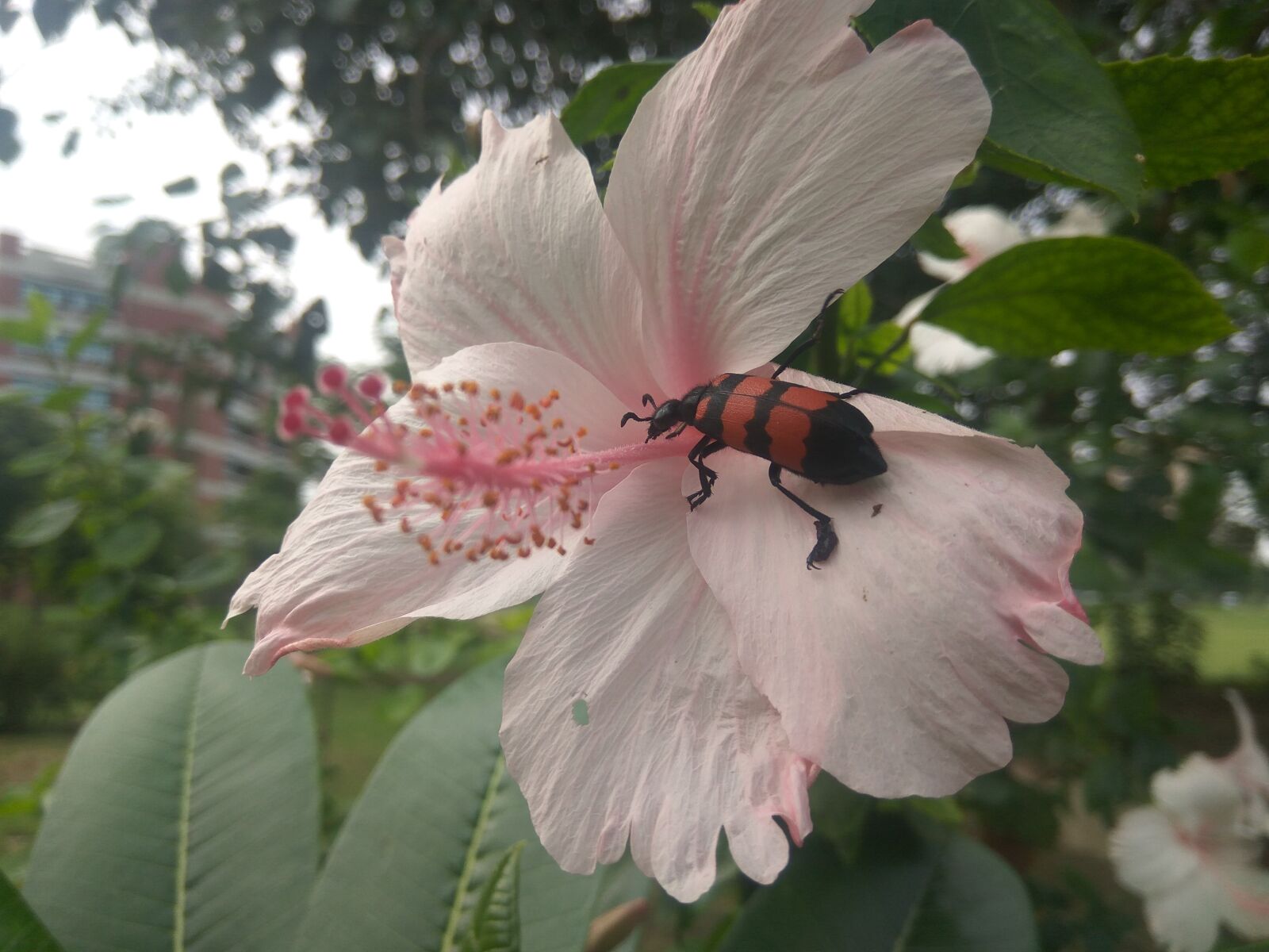 Xiaomi Redmi Note3 sample photo. Red, bug, mylabris pustulata photography