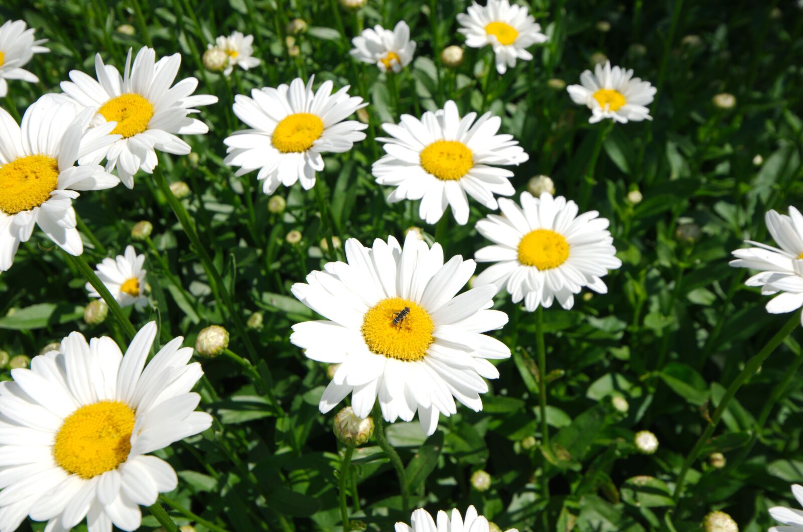 Nikon D7000 sample photo. Summer, daisy, nature photography