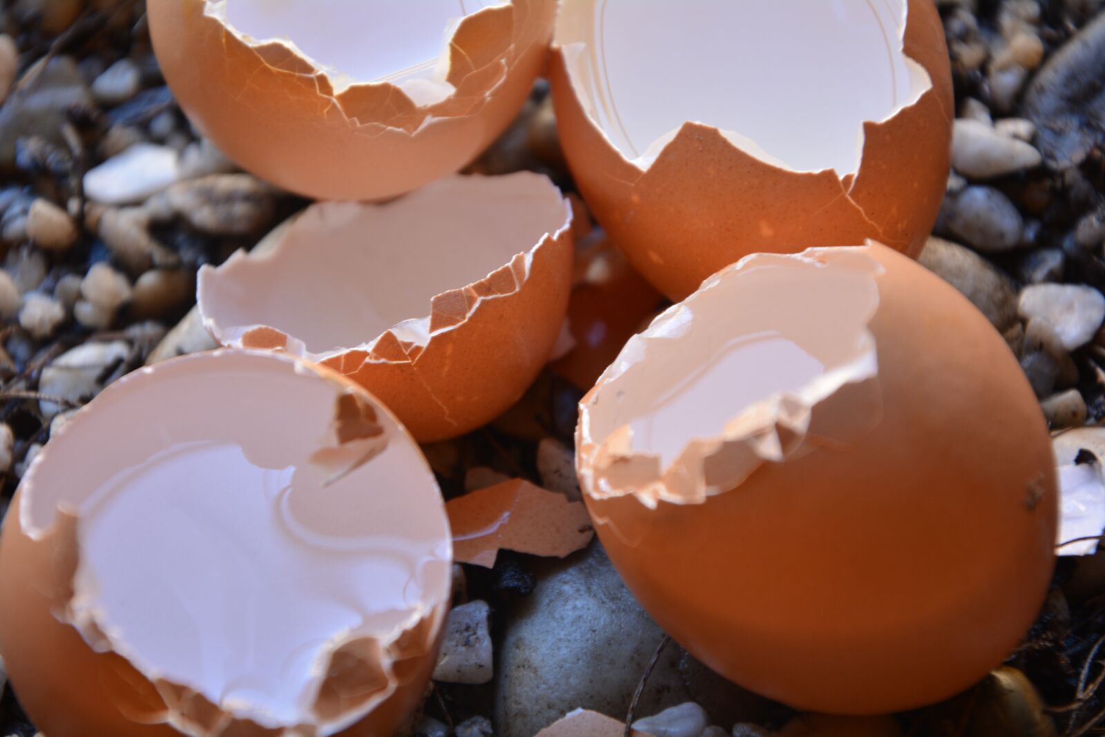 Nikon D5200 sample photo. Egg shells, broken, empty photography