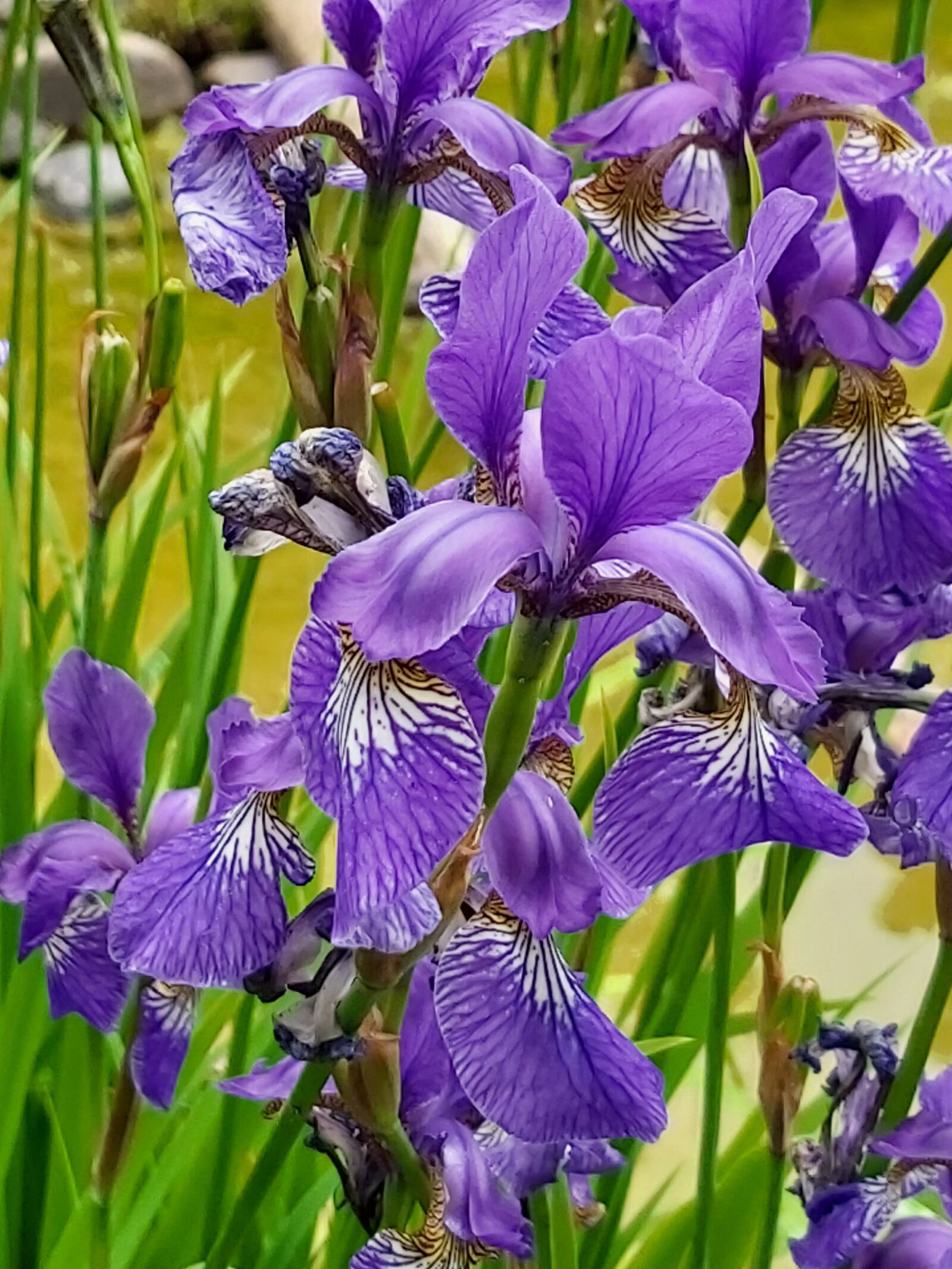 Samsung Galaxy A70 sample photo. Siberian schwertlilie, iris sibirica photography