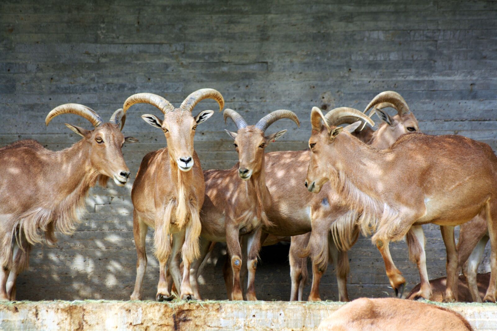 Canon EOS 1000D (EOS Digital Rebel XS / EOS Kiss F) sample photo. Ibex, goat, zoo photography