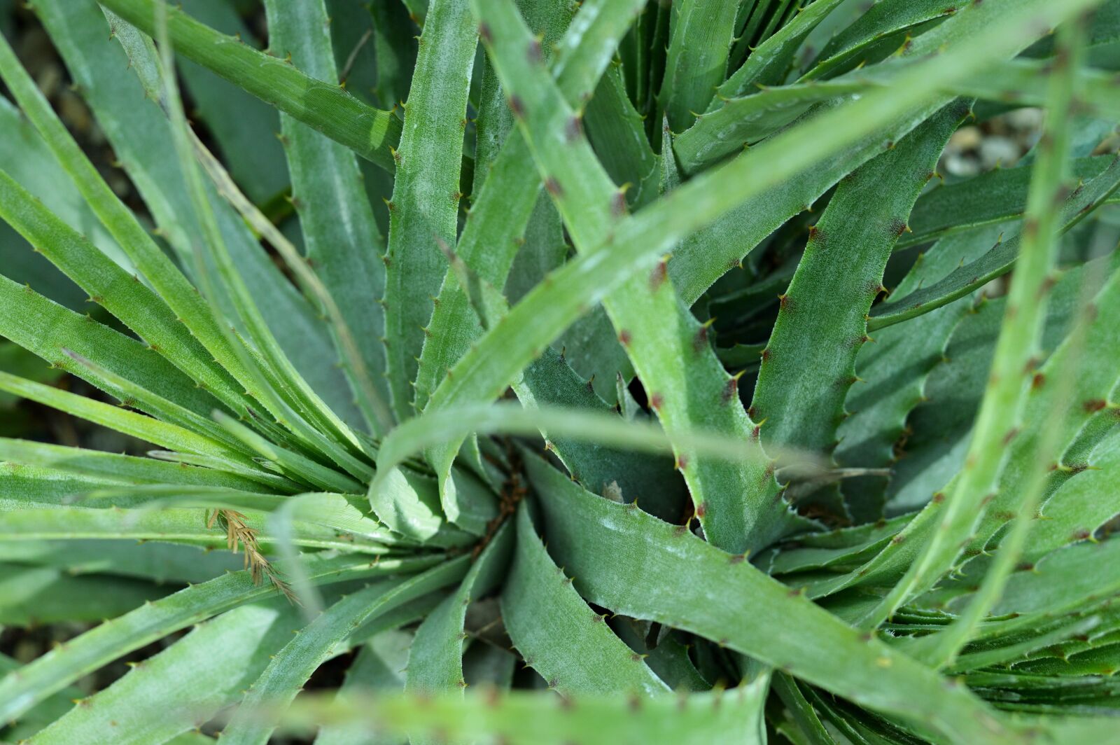 Nikon D3200 sample photo. Park, outdoors, agave photography