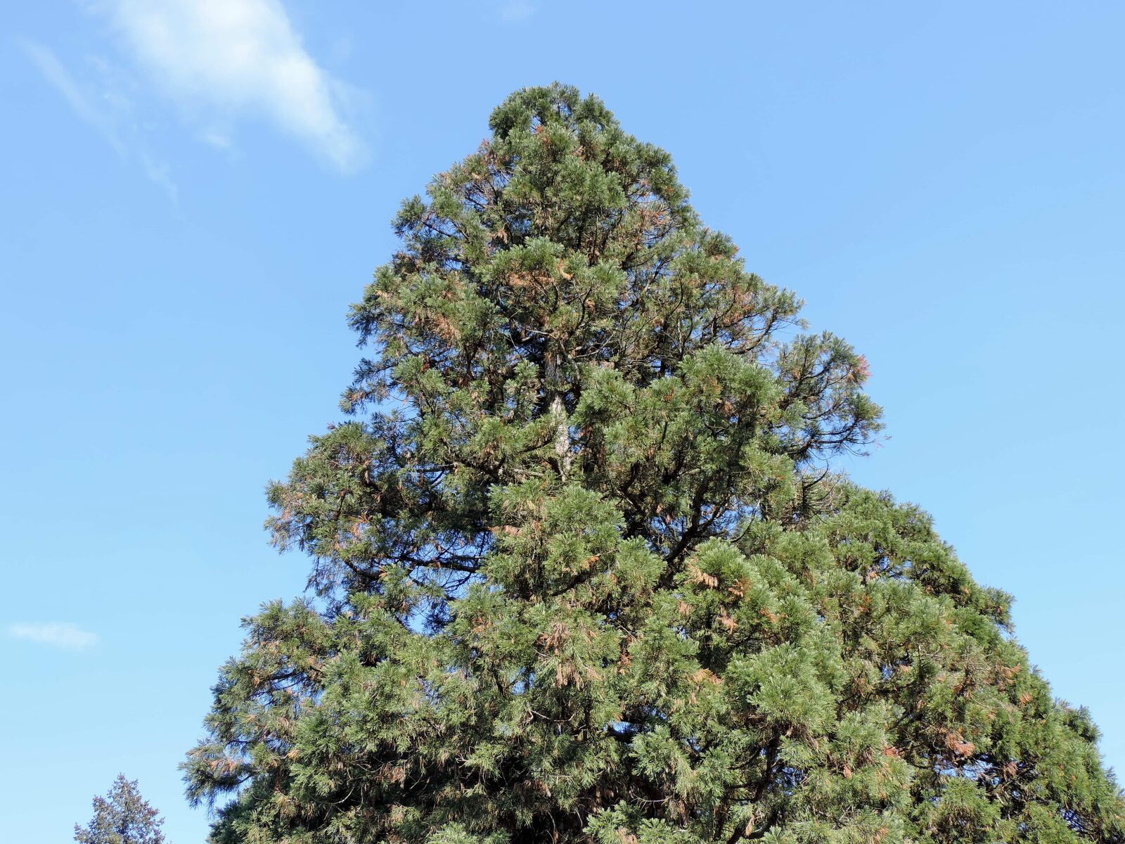 Nikon Coolpix P520 sample photo. Conifers, high, pine, top photography