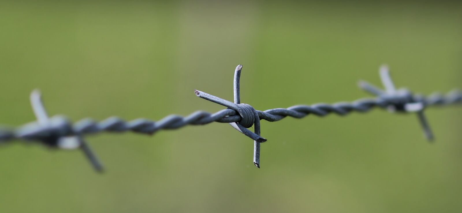 Canon EOS 80D sample photo. Barbed wire, pasture fence photography