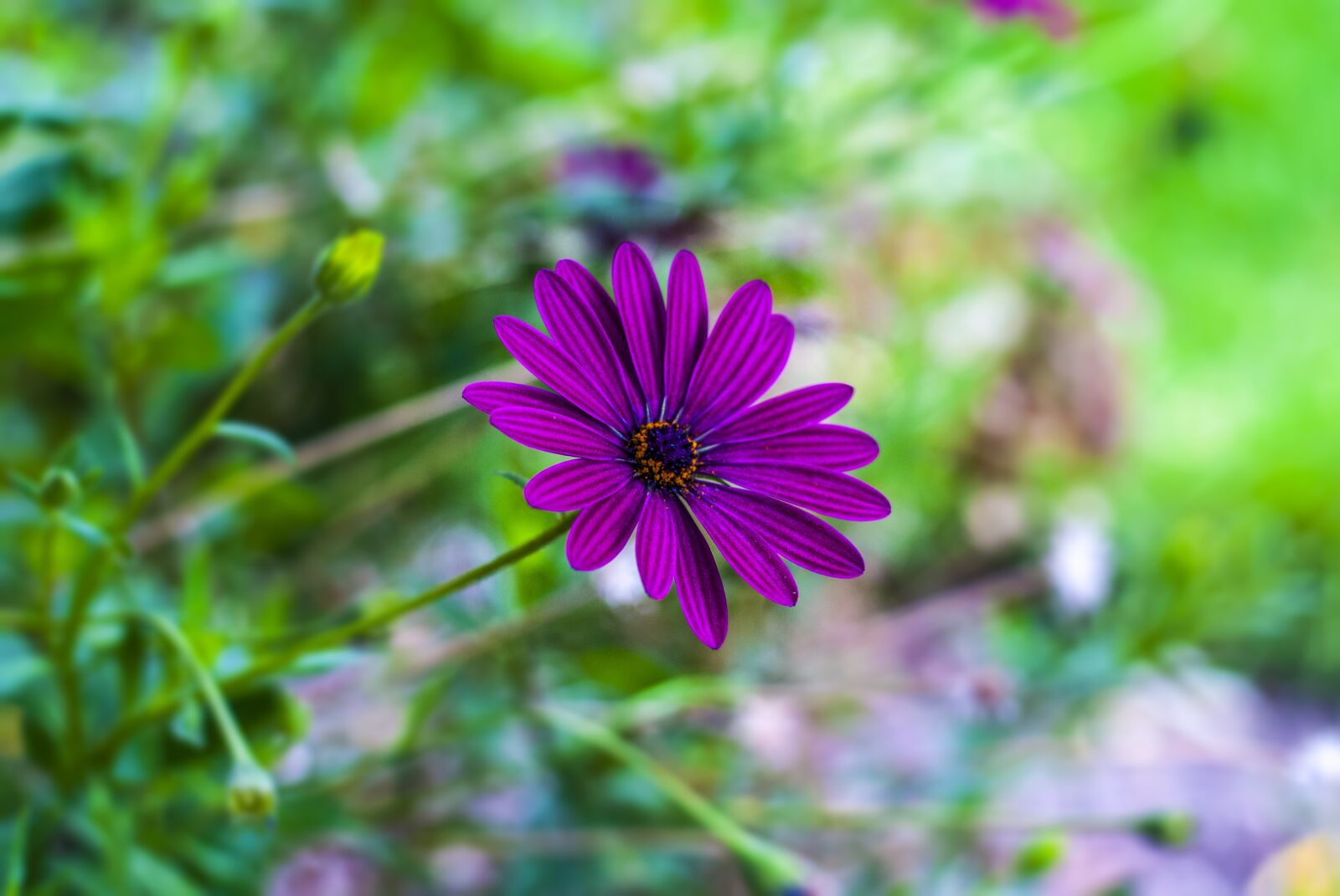 Nikon D60 sample photo. G rbela, flower gerbel photography