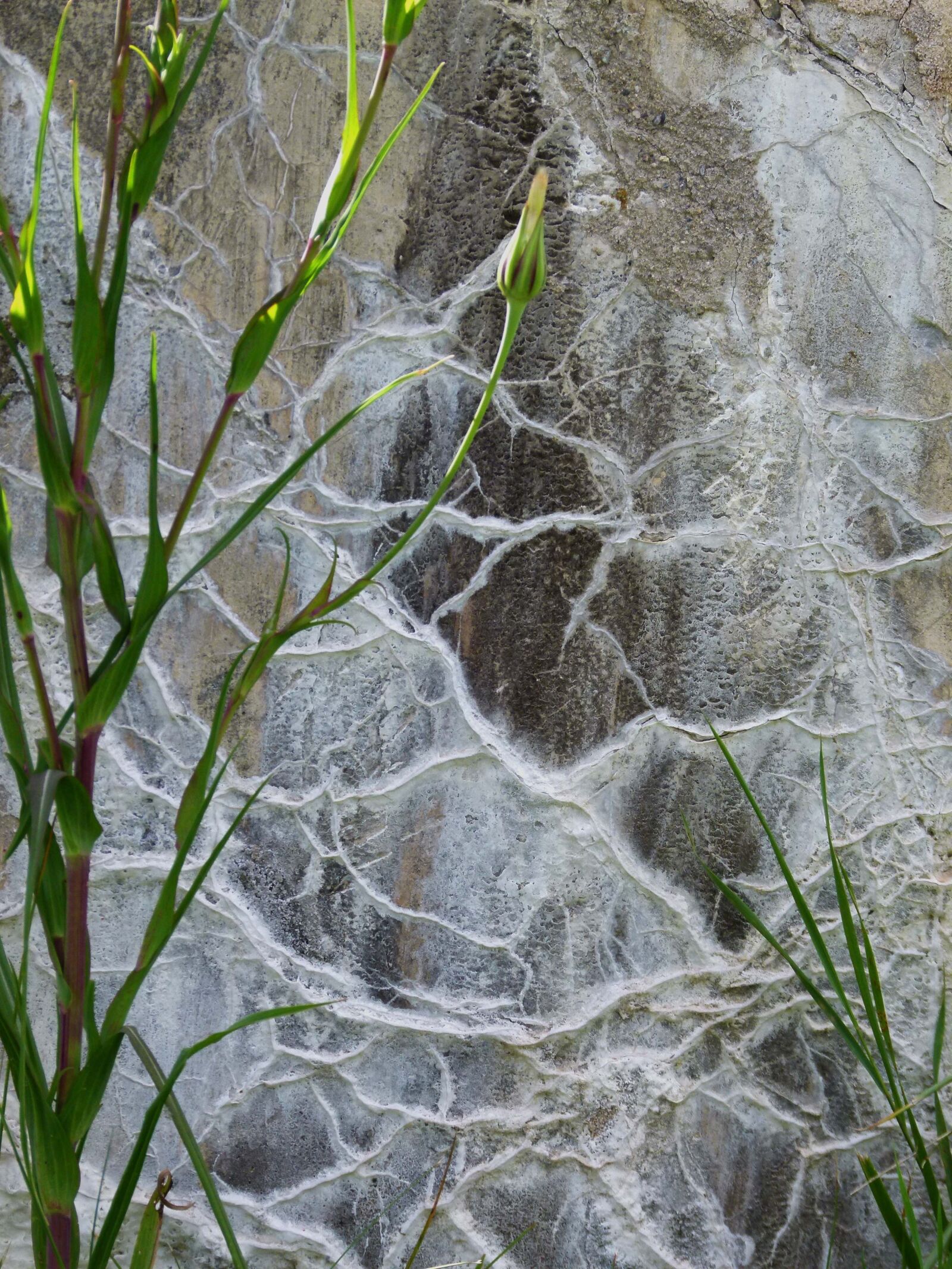 Panasonic Lumix DMC-FZ100 sample photo. Cement, wall, leaching photography