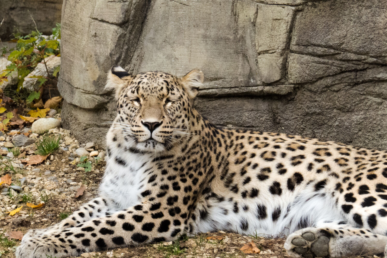 Canon PowerShot SX50 HS sample photo. Animal, leopard, mammal, theme photography